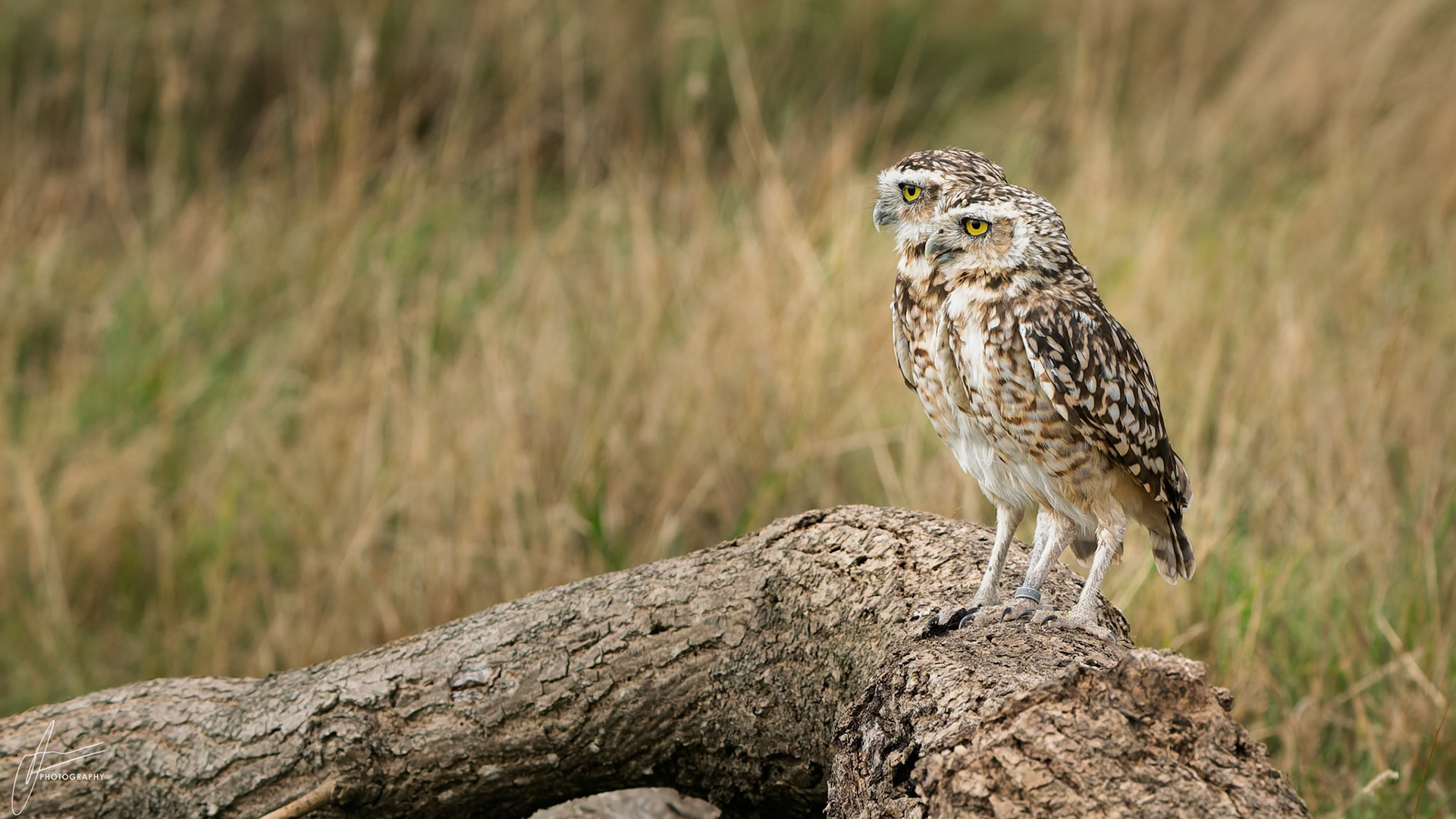 Burrowing Owls