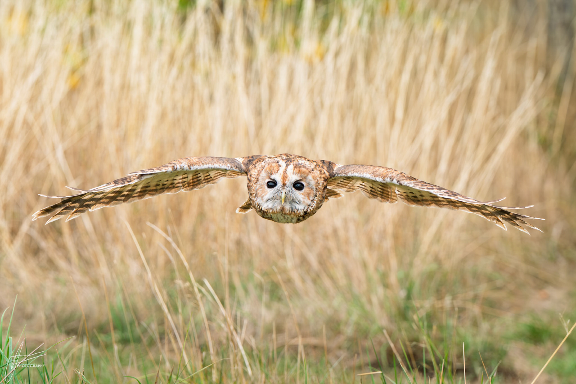 Tawny Owl