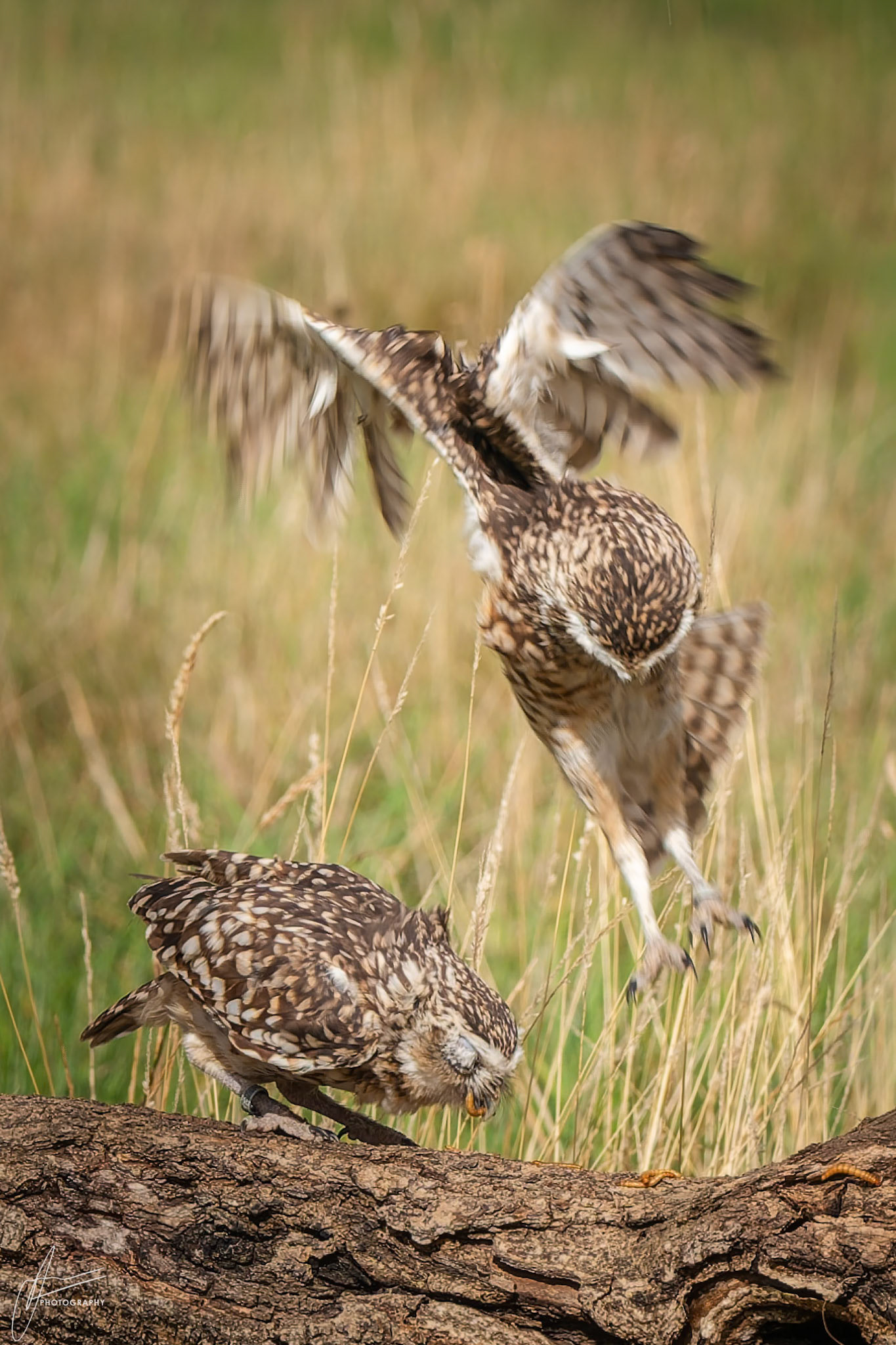 Burrowing Owls