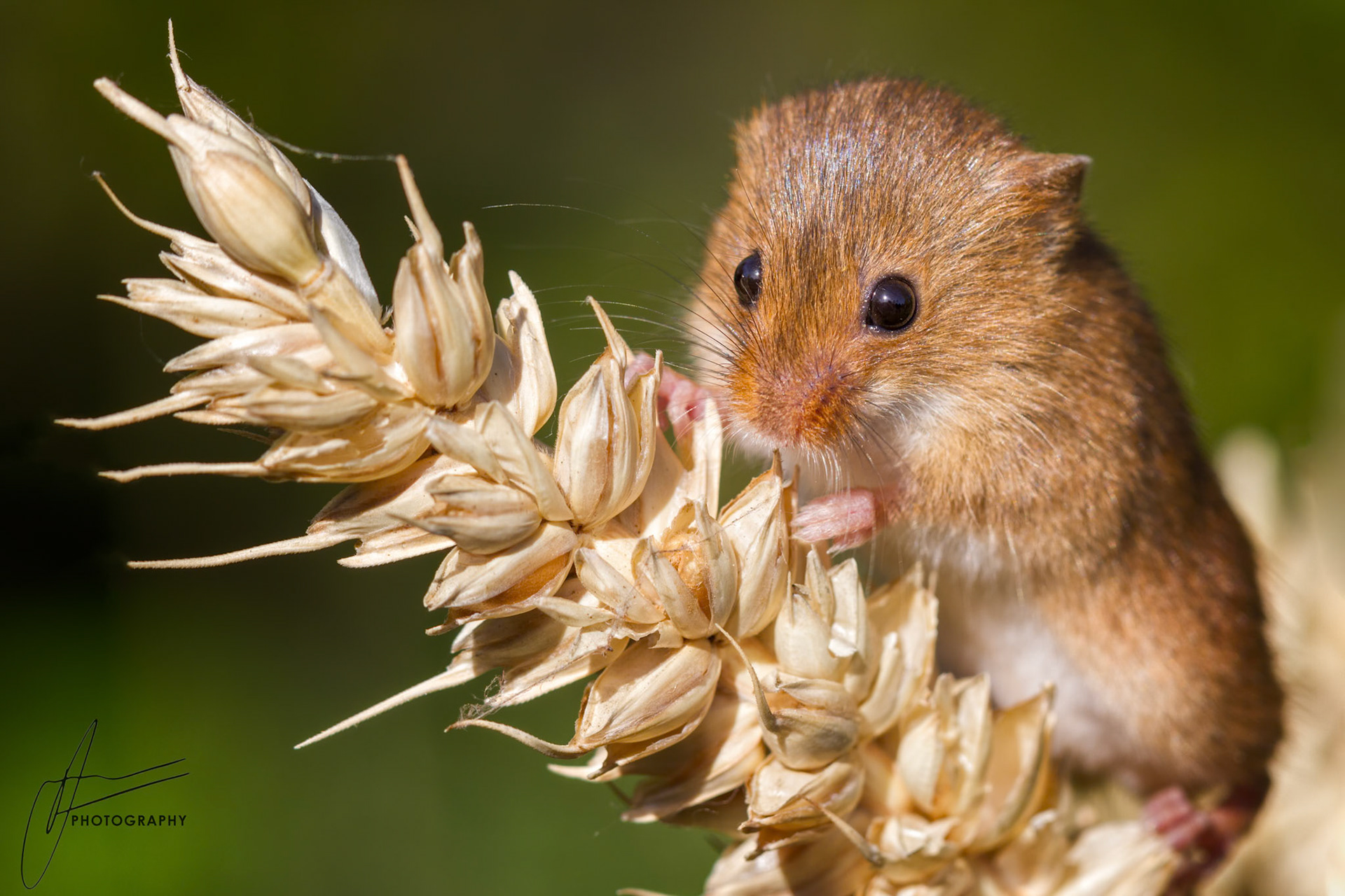 Harvest Mouse
