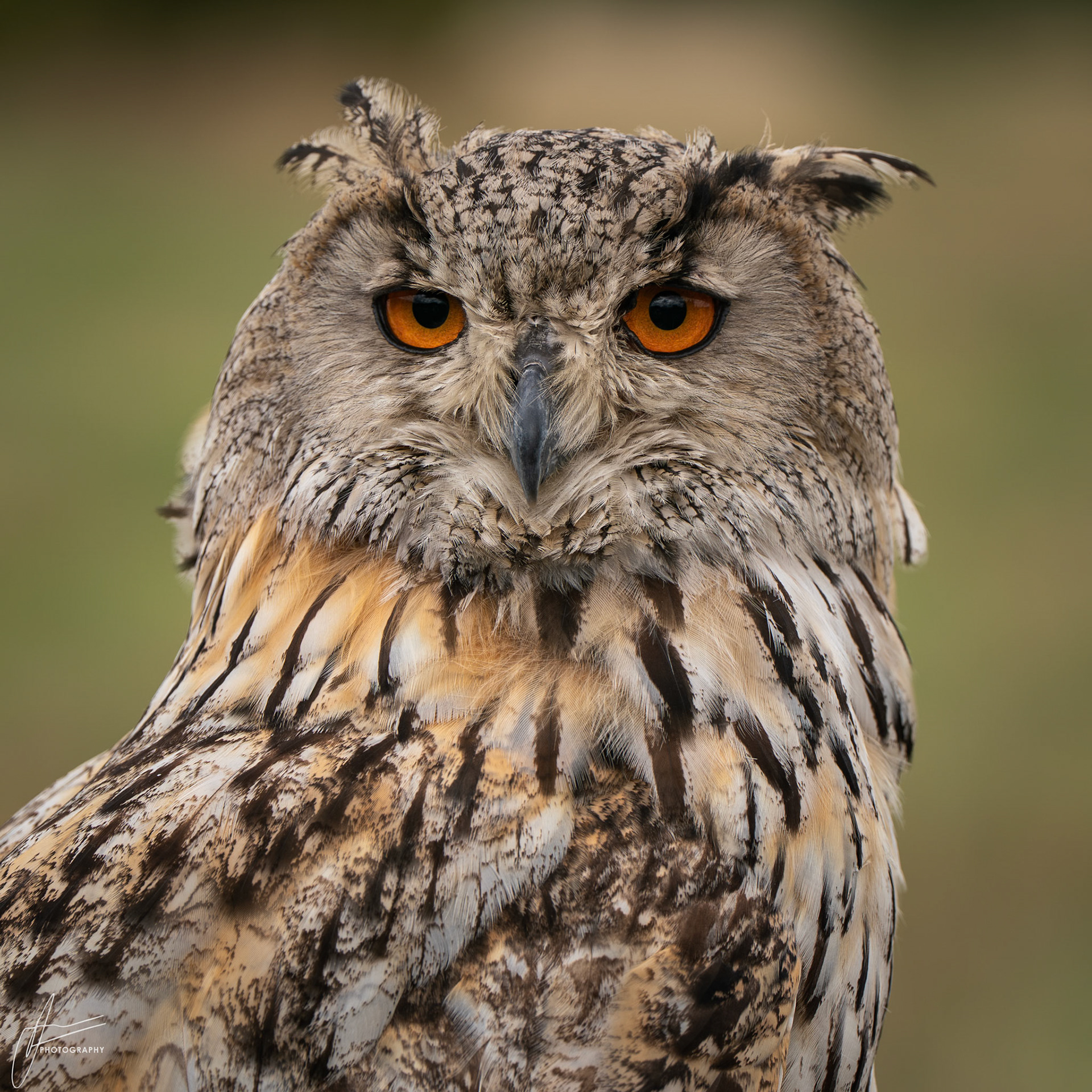 Eurasian Eagle Owl