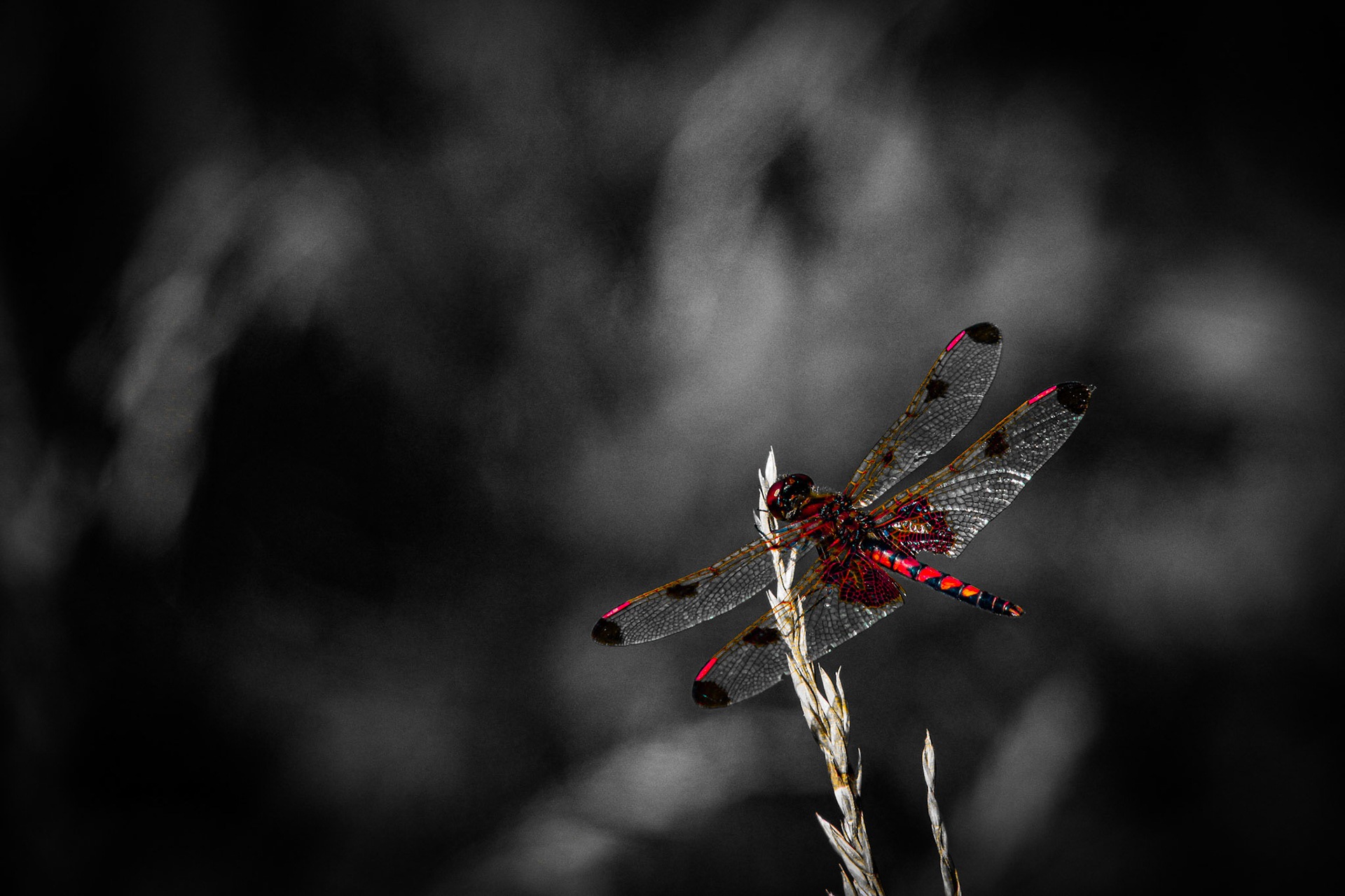 Scarlet Wings in Monochrome Symphony