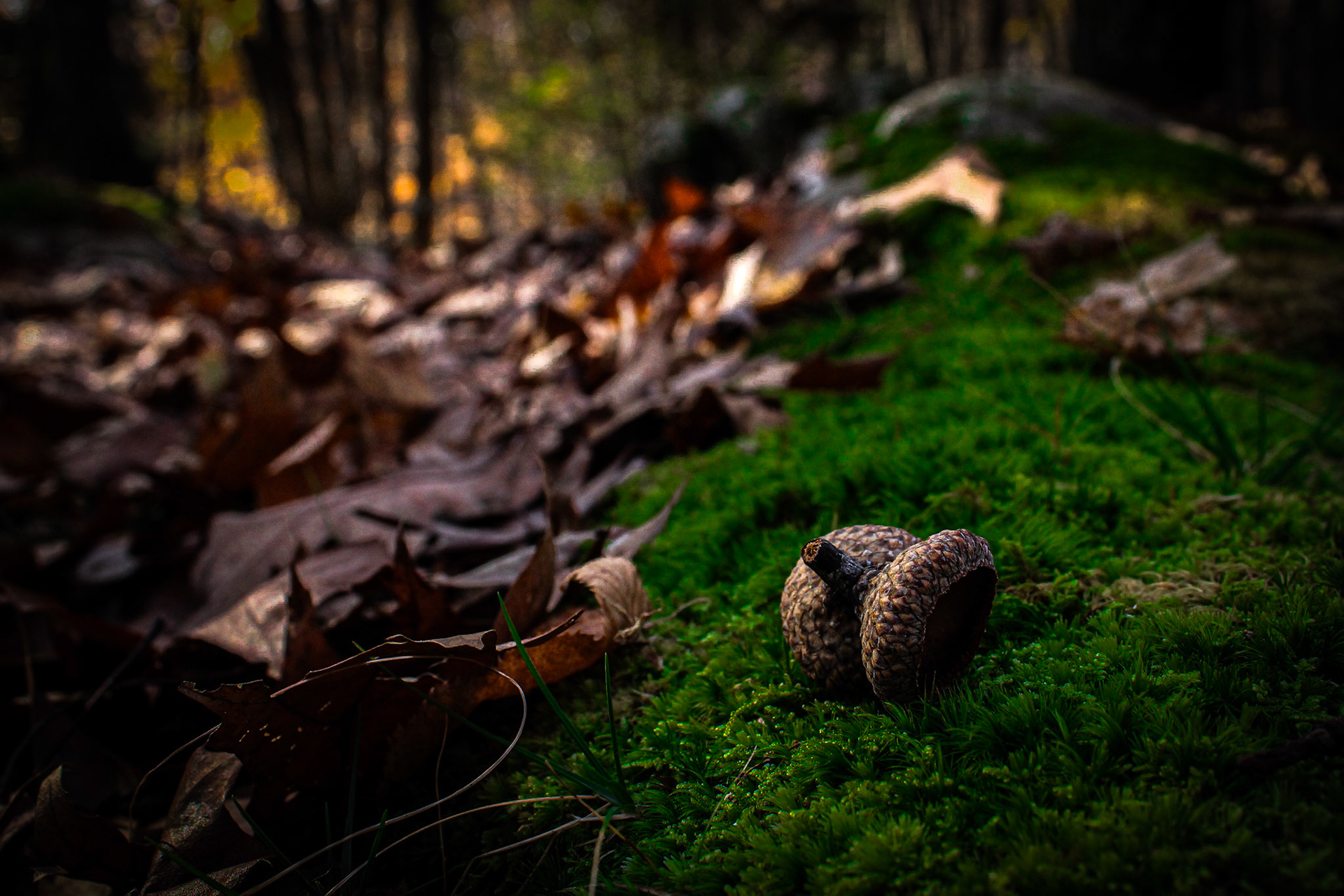 Caps of the Woodland Symphony