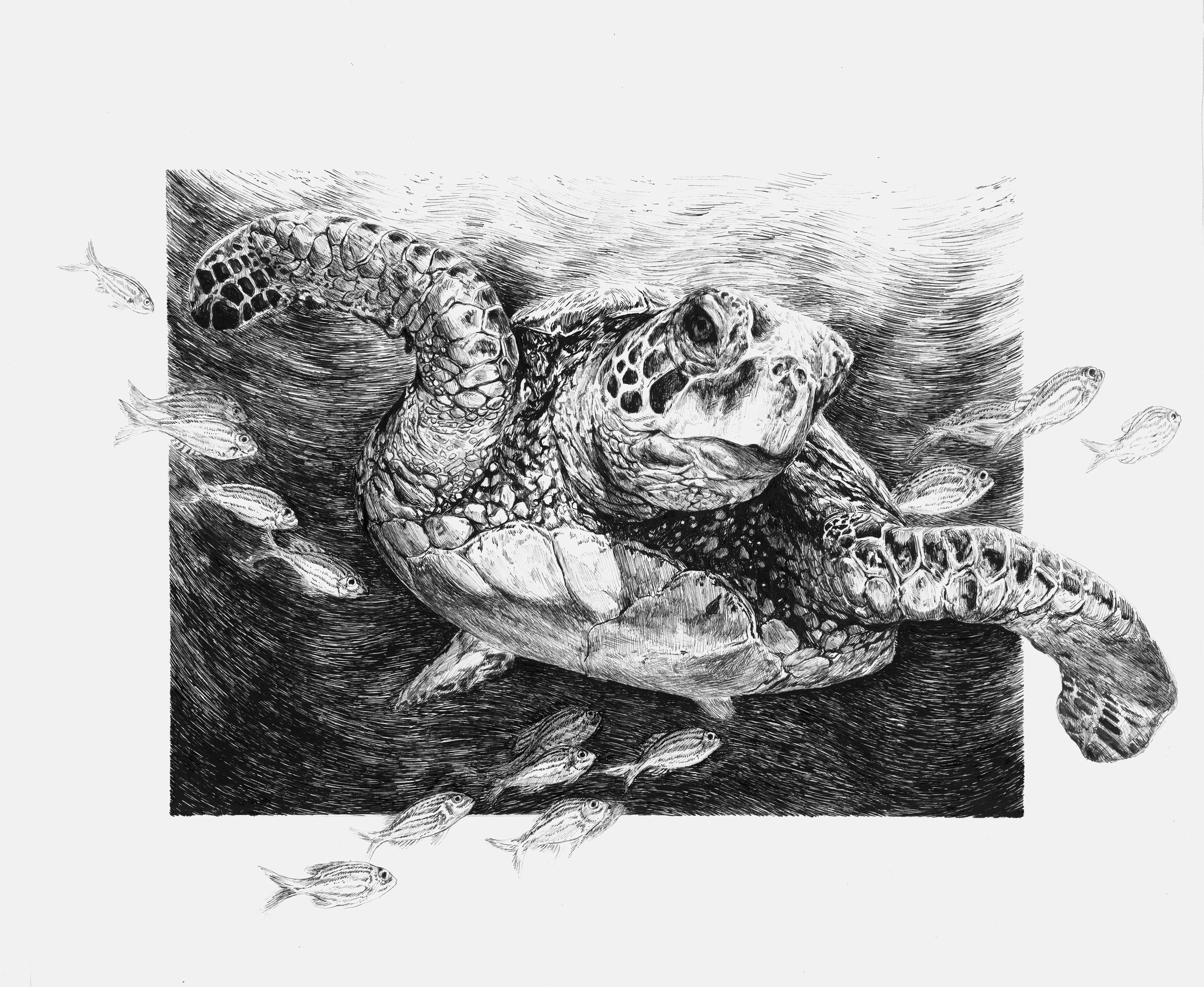 Sea Turtle ; Pen and Ink