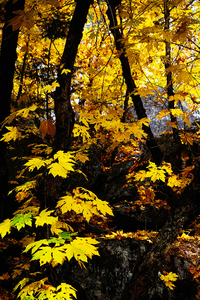 Yosemite National Park, CA