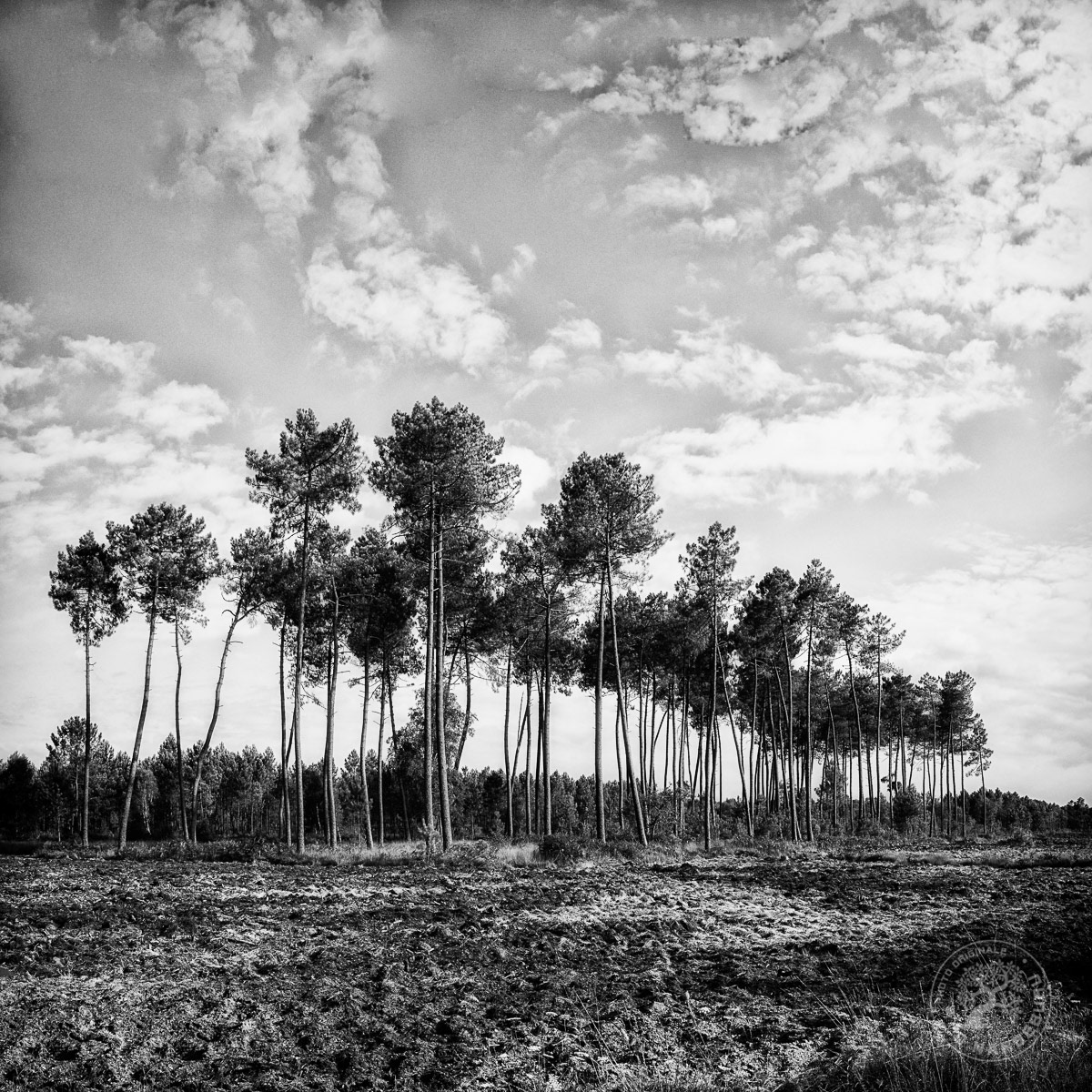 Parcelle labourée en attente de plantation de pins indus