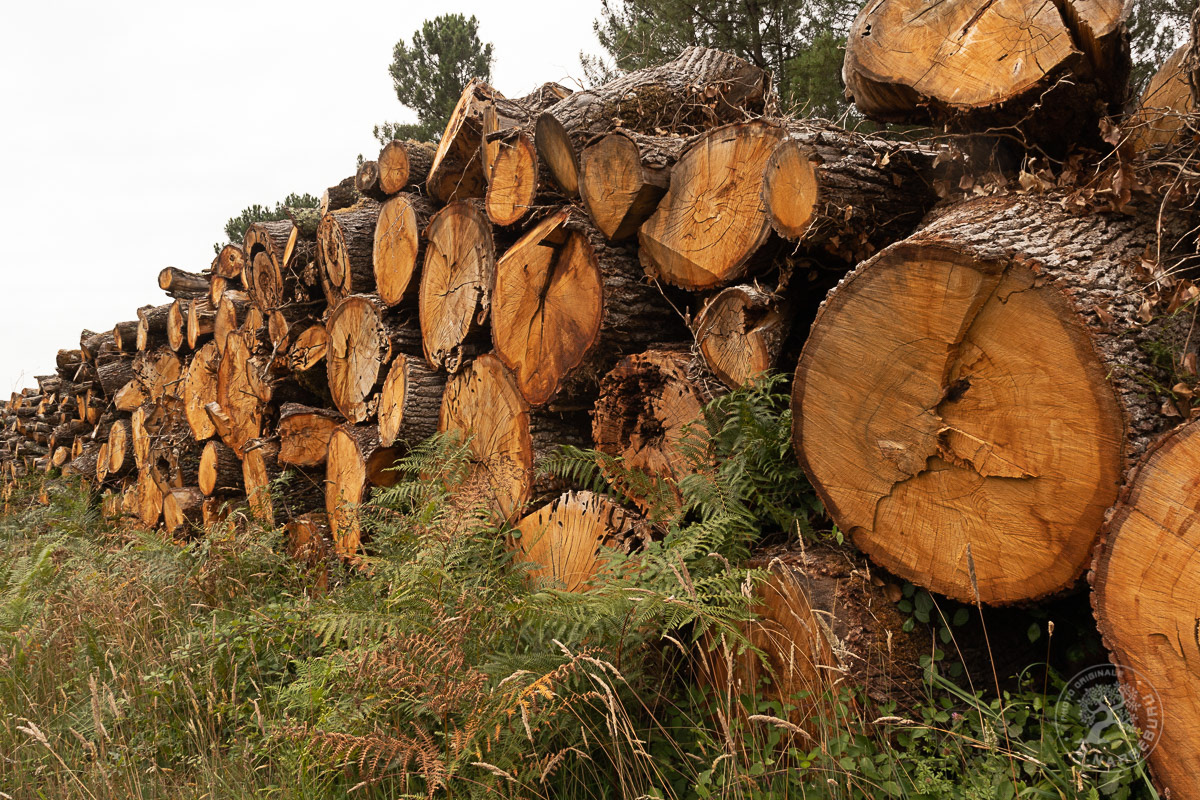 Chêne d'airial multi-centenaire destiné au bois énergie