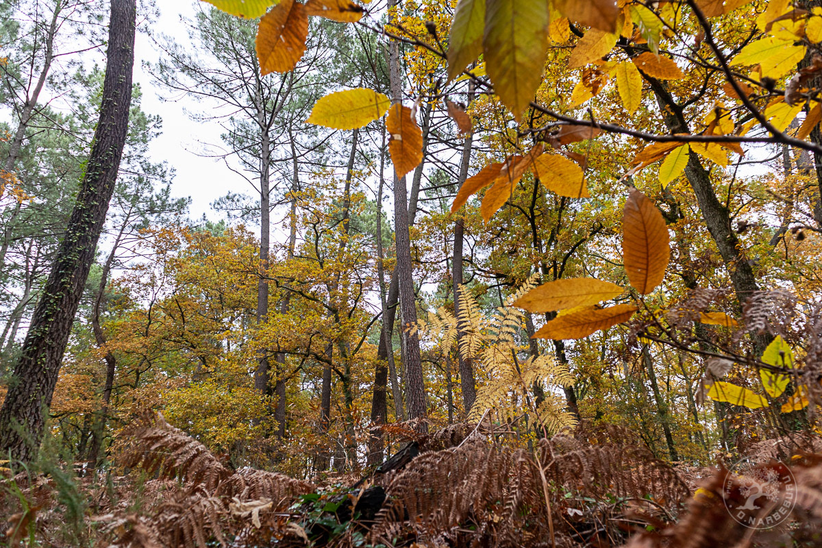 Sous bois en Albret ( parcelle rasée cet automne )