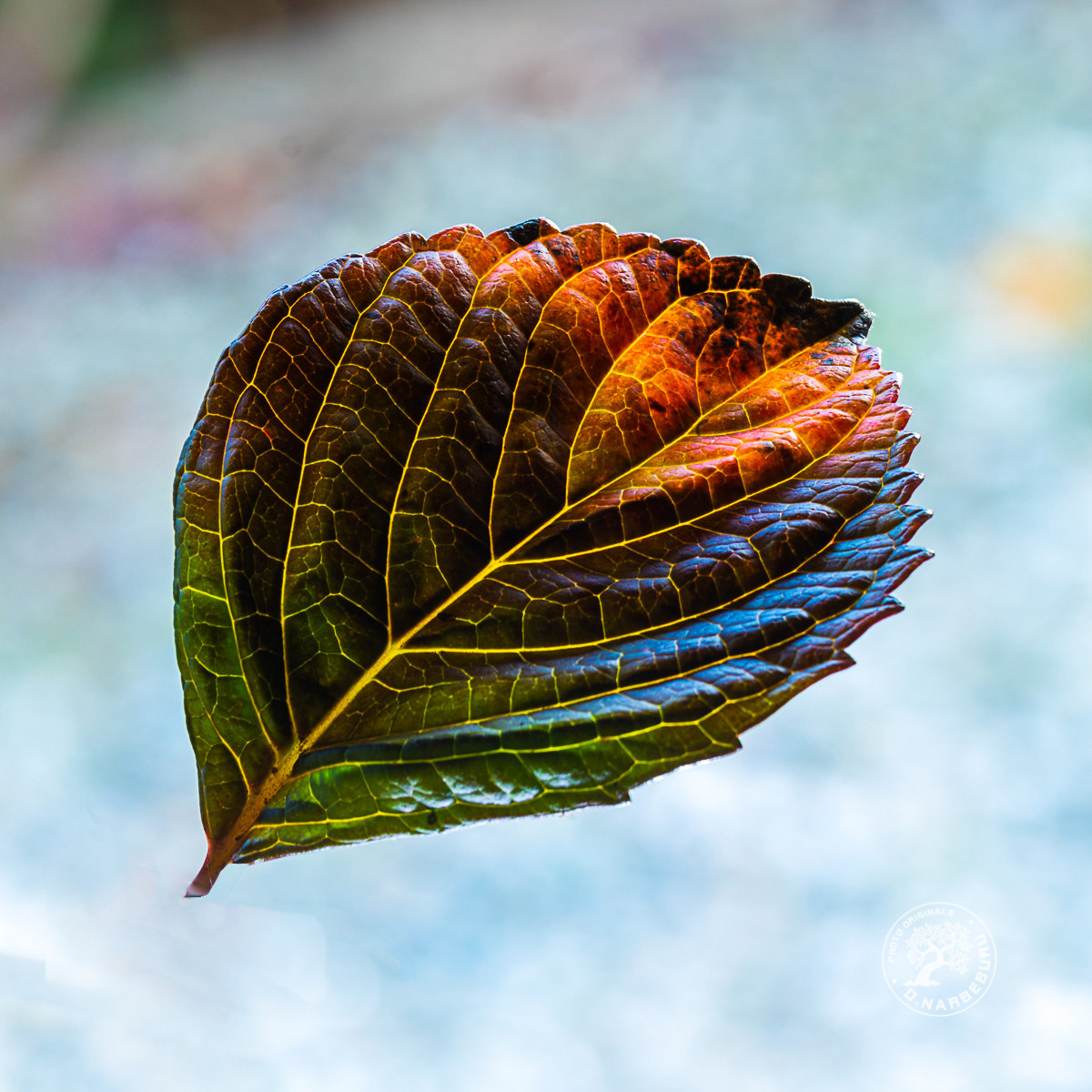 feuille d'hortensia stylisée