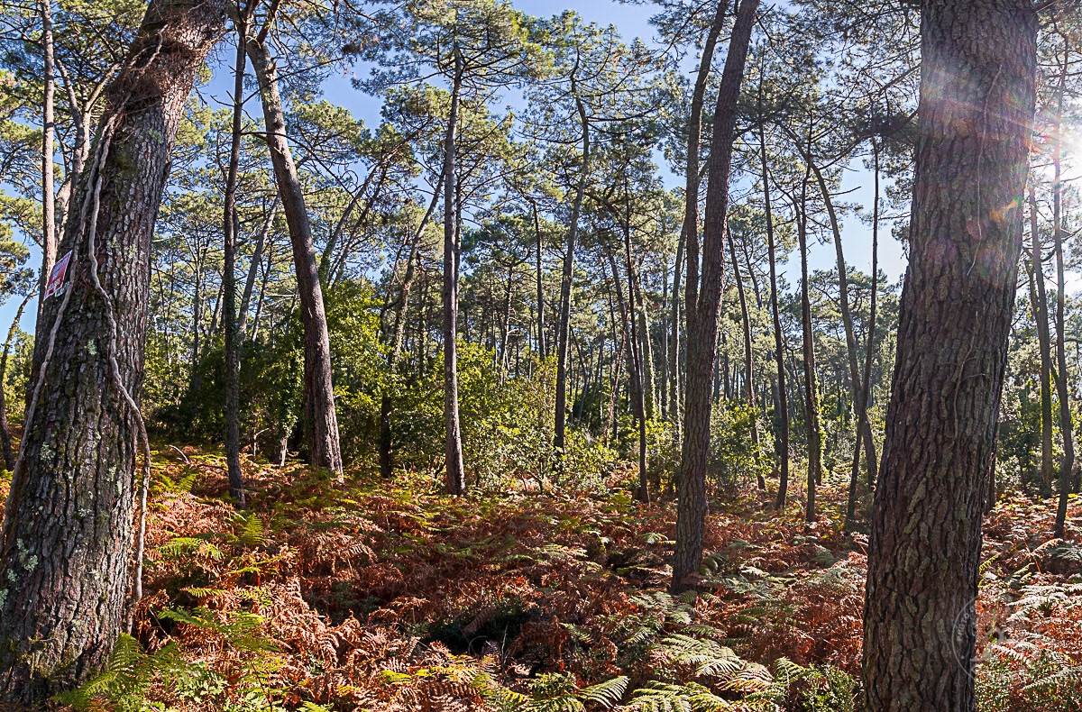 Forêt tradtionnelle il y a quelques années