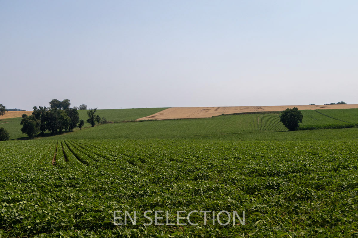 Asquets, grandes cultures