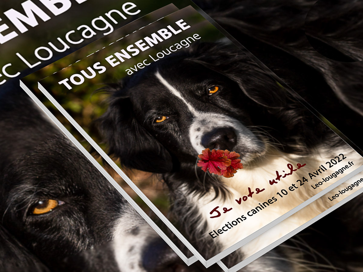 Chien border collie