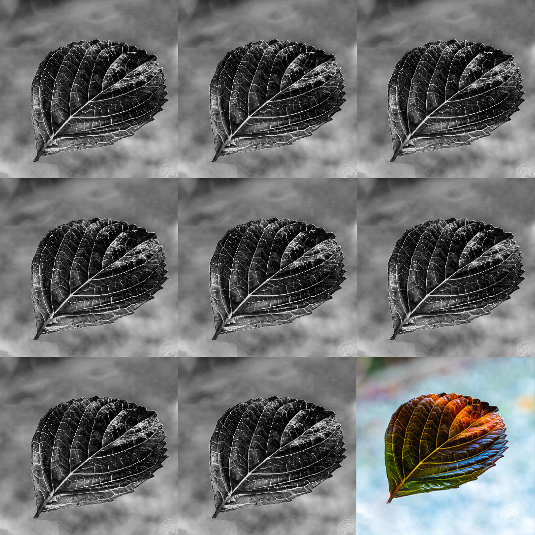 variations sur une feuille d'hortensia
