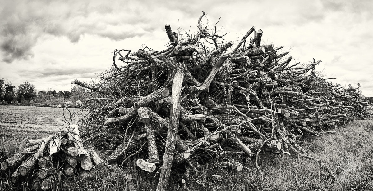 Tout est récupéré pour etre déchiqueté et transformé en bois énergie