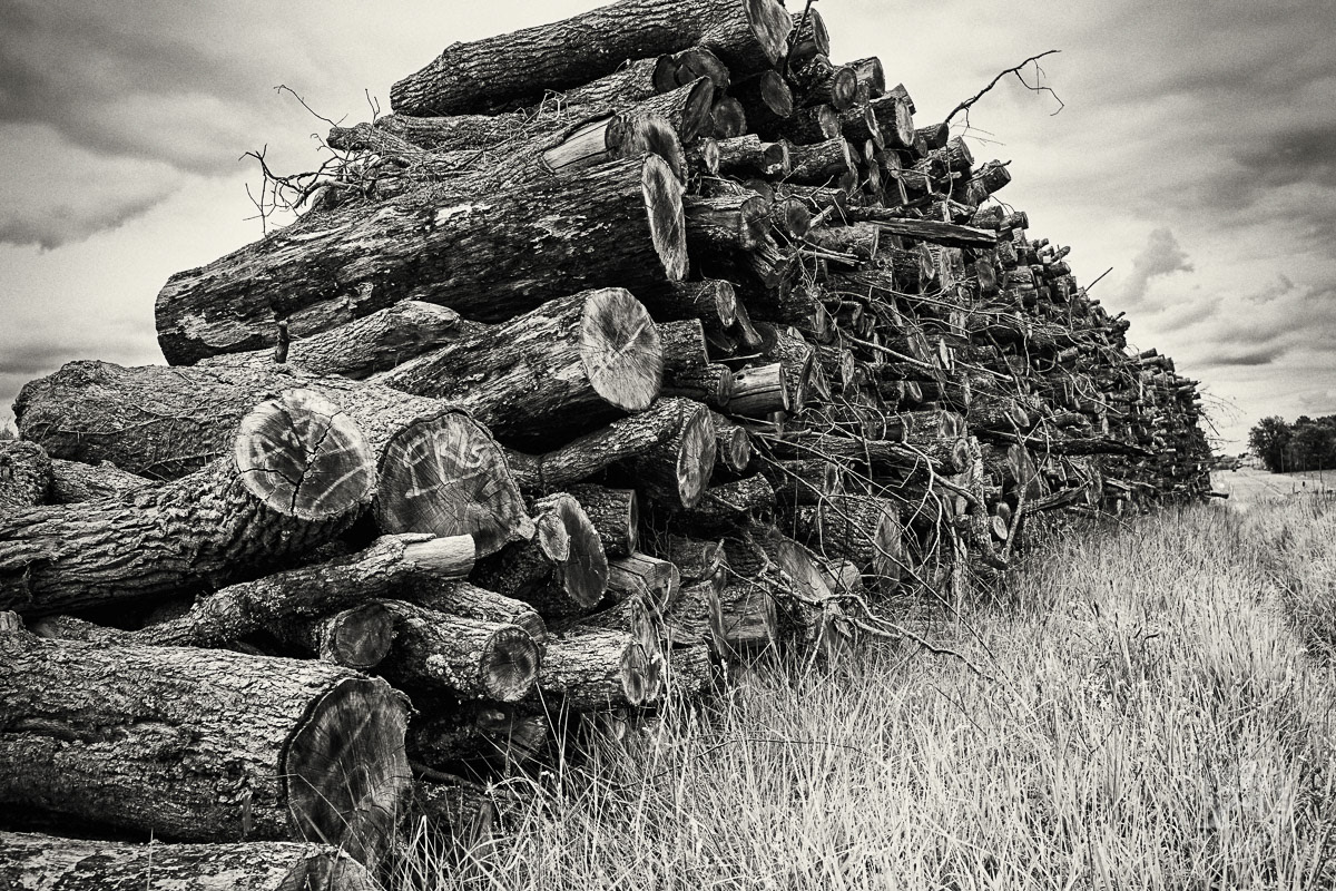 Pile de bois de chêne en attente d'enlèvement.