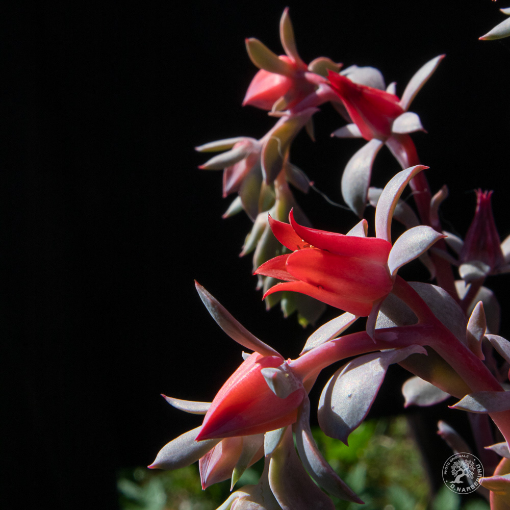 Succulentes