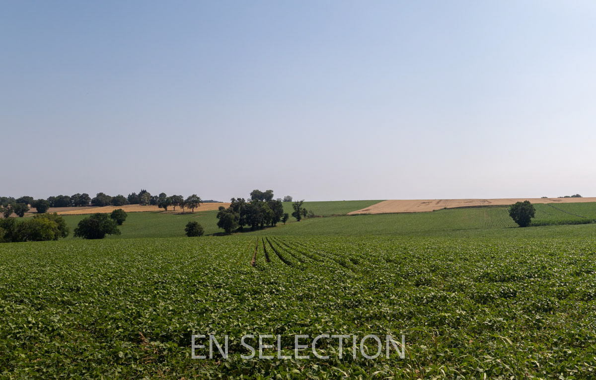 Asquets, grandes cultures