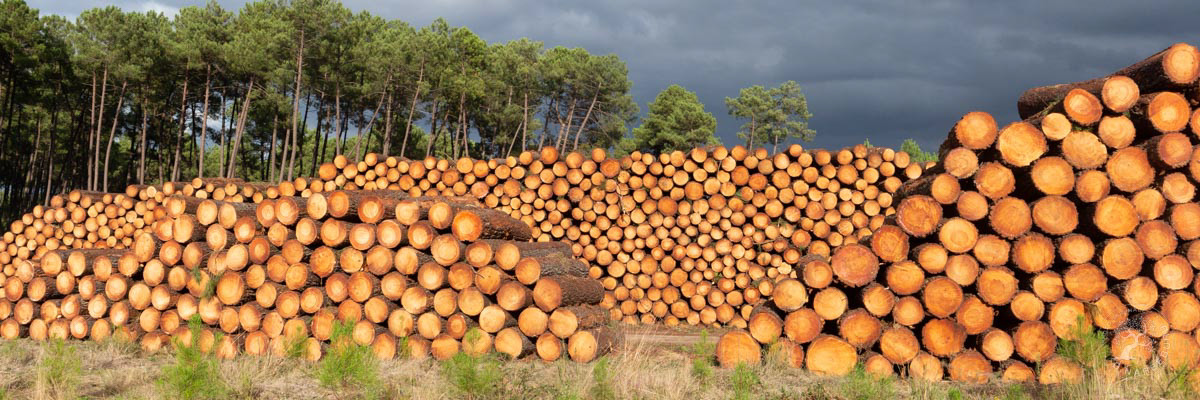 Billons de pins aprés coupe rase