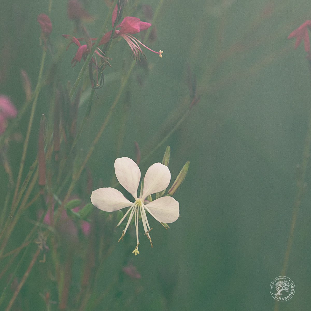 Gaura