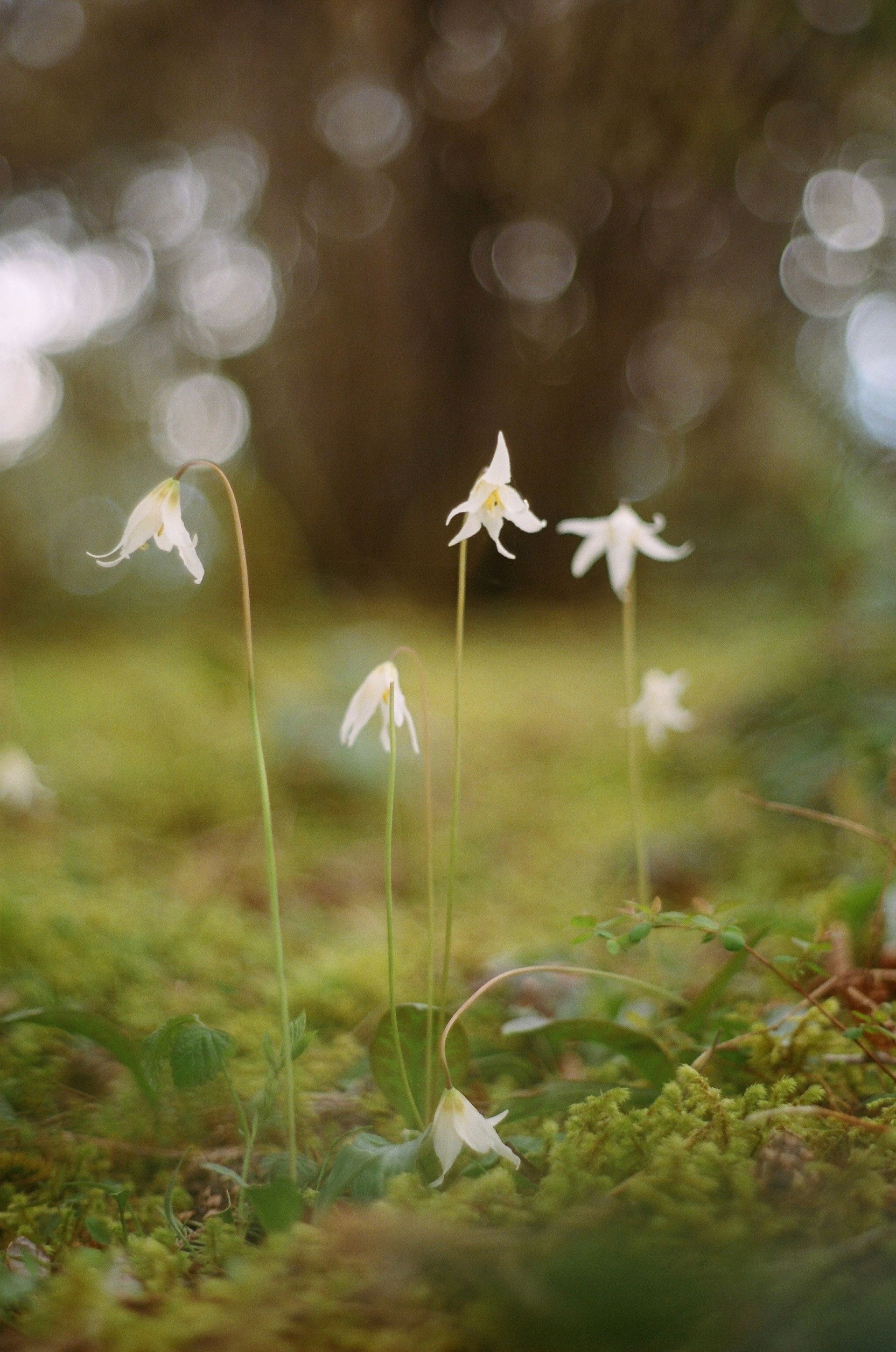 White Trout Lilies, Washington