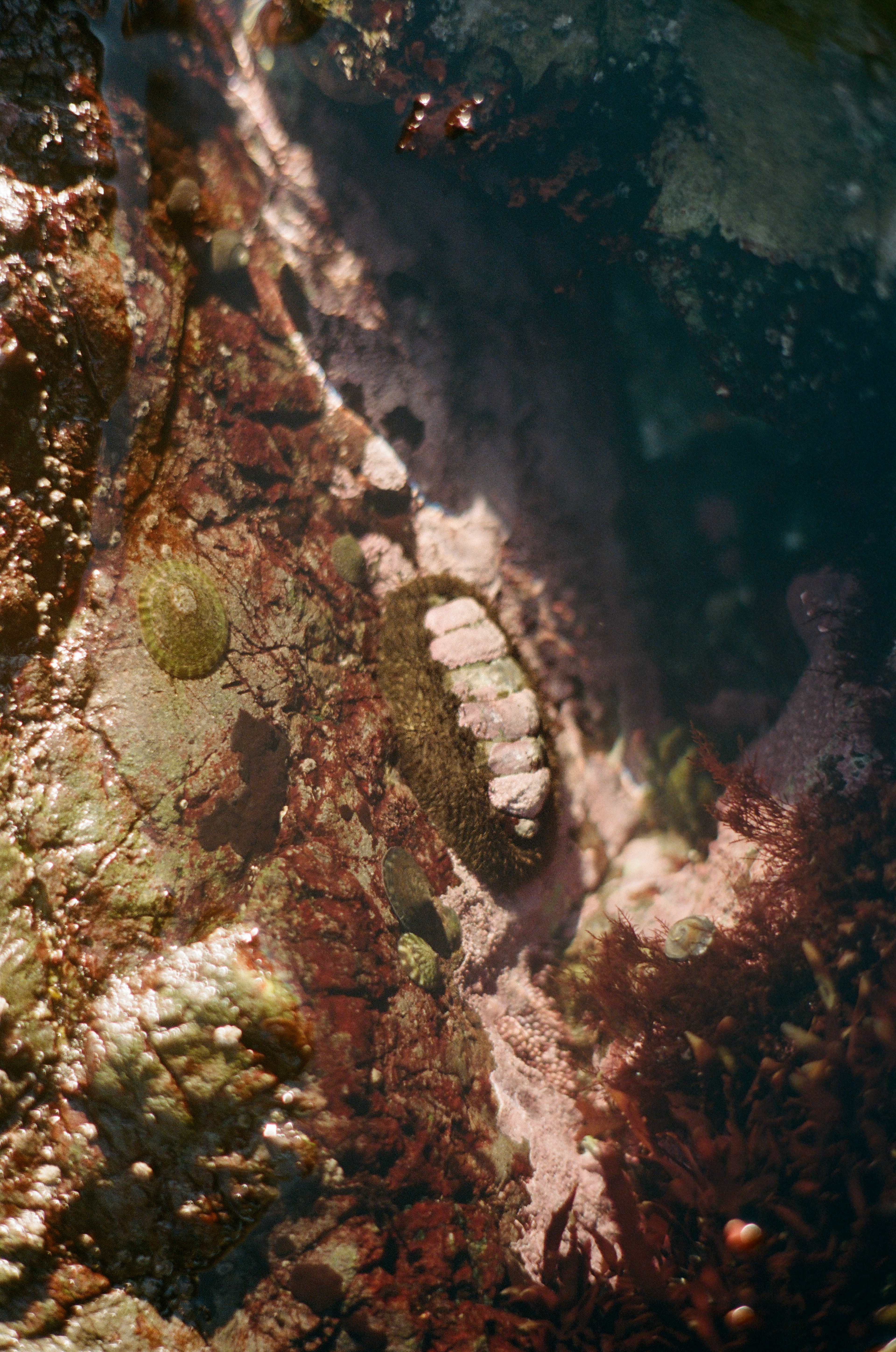 Mossy Chiton at Shi Shi Beach, Washington