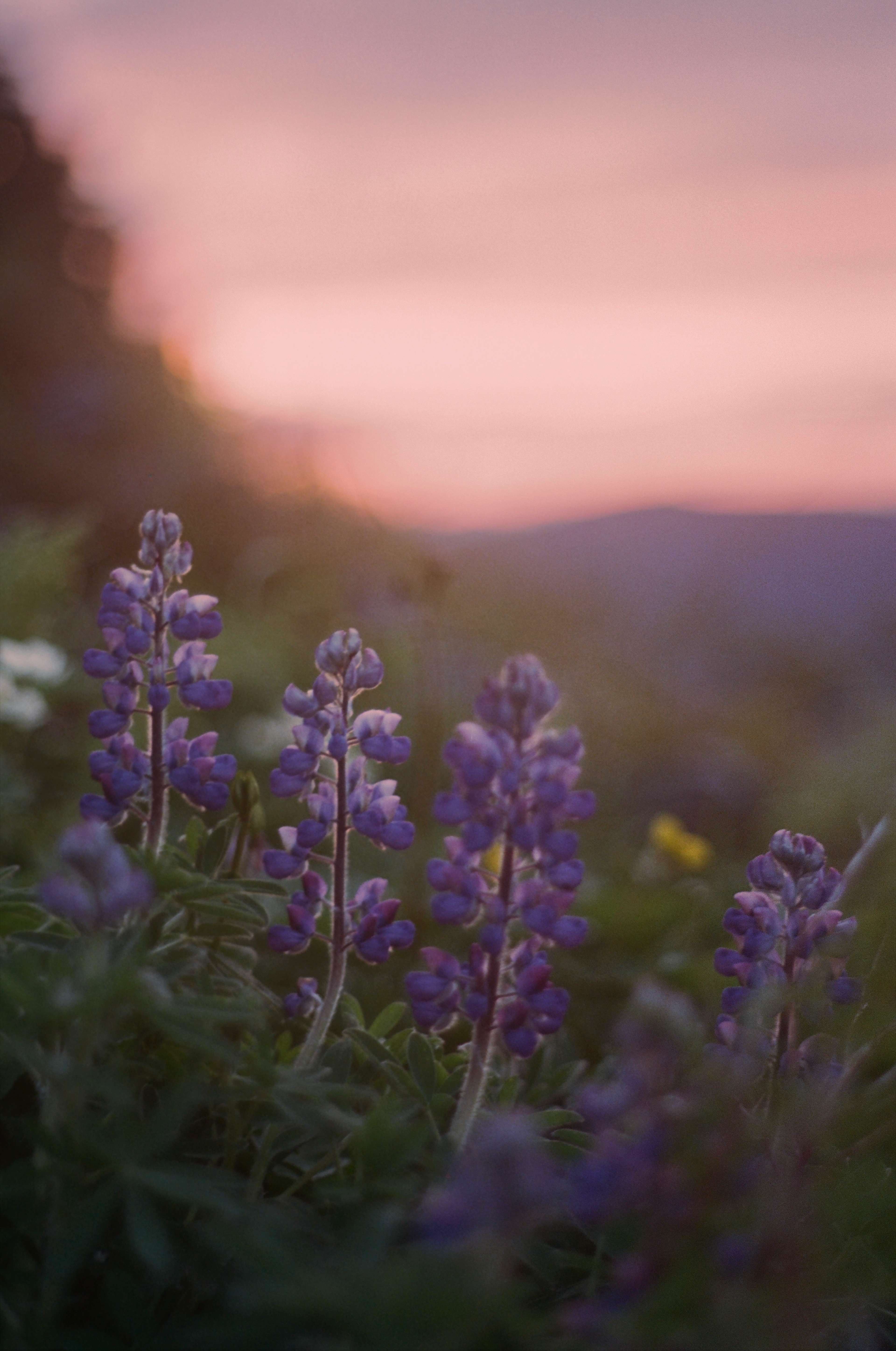 Lupines on Dude Mountain, Ketchikan Alaska