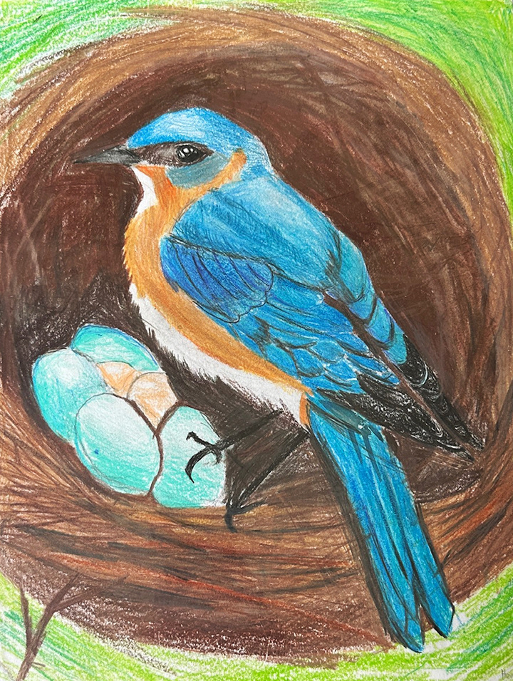Bird Nest