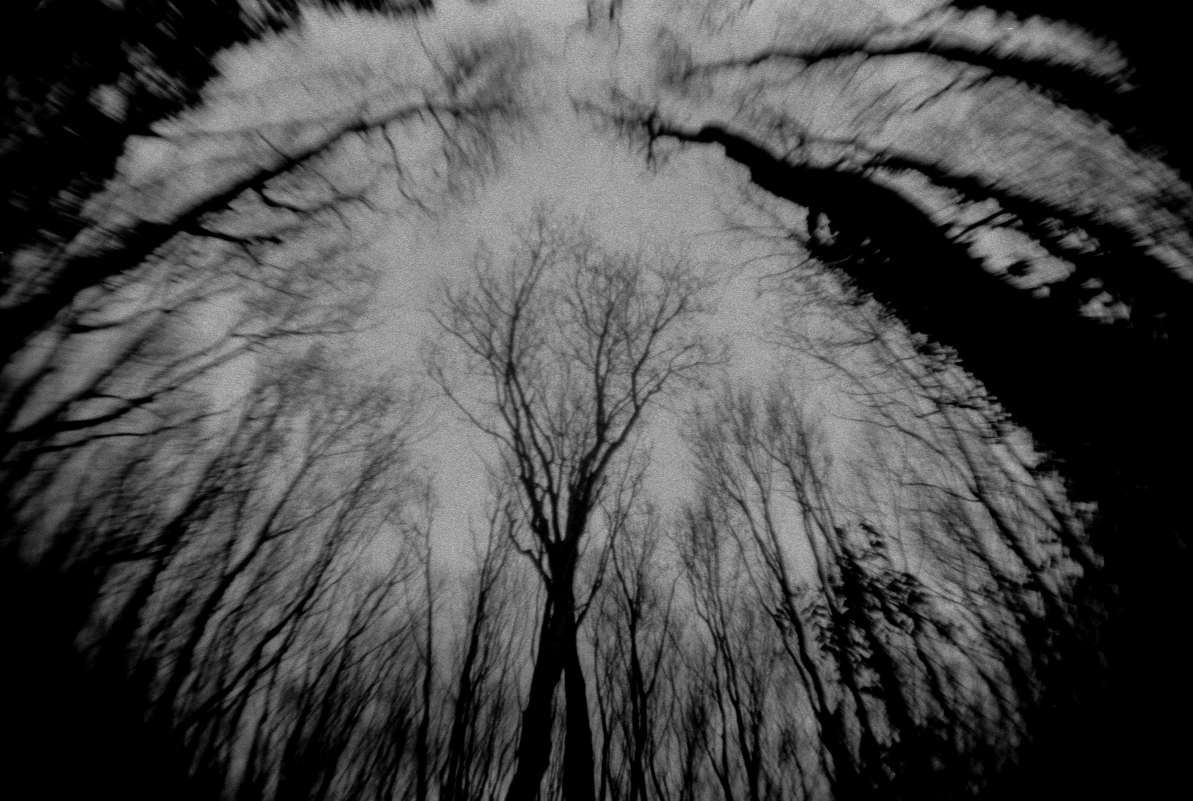 Two Bodies 2 by Jorge Concha: black-and-white analogue photograph of bare tree branches framing the sky, 2025.