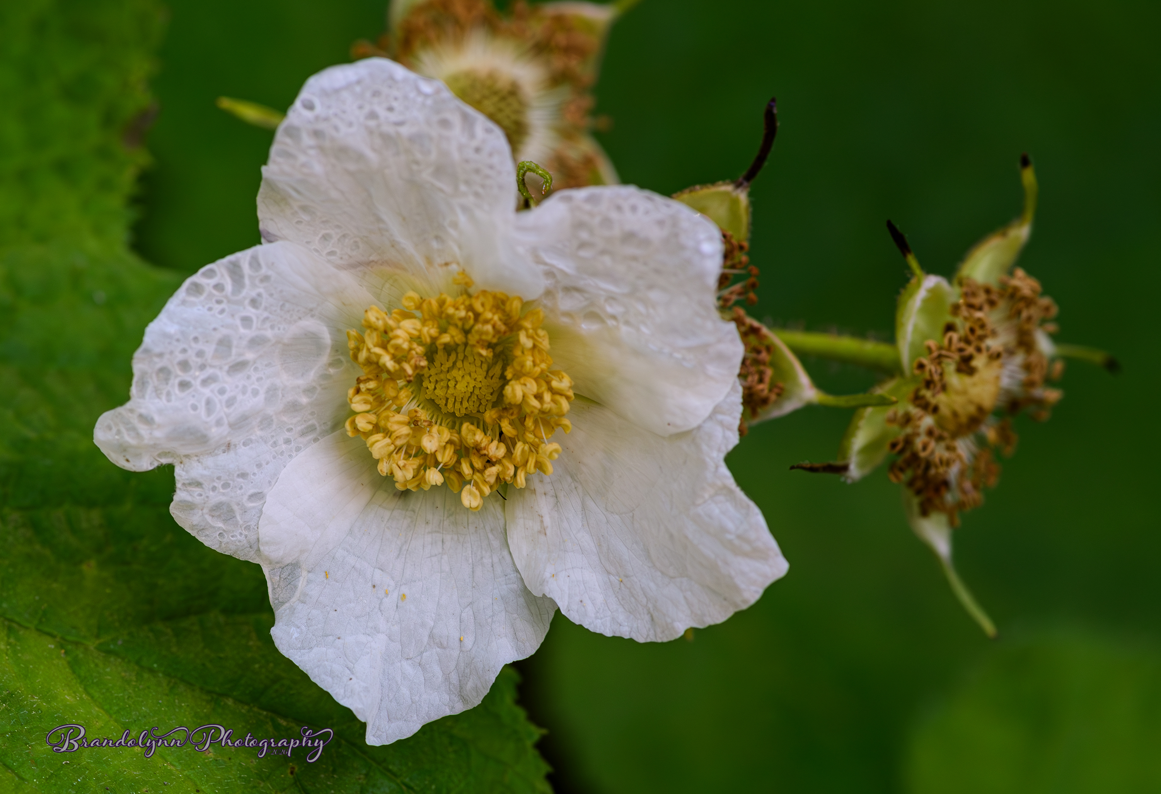 Rubus parviflorus, or "Thimbleberry"