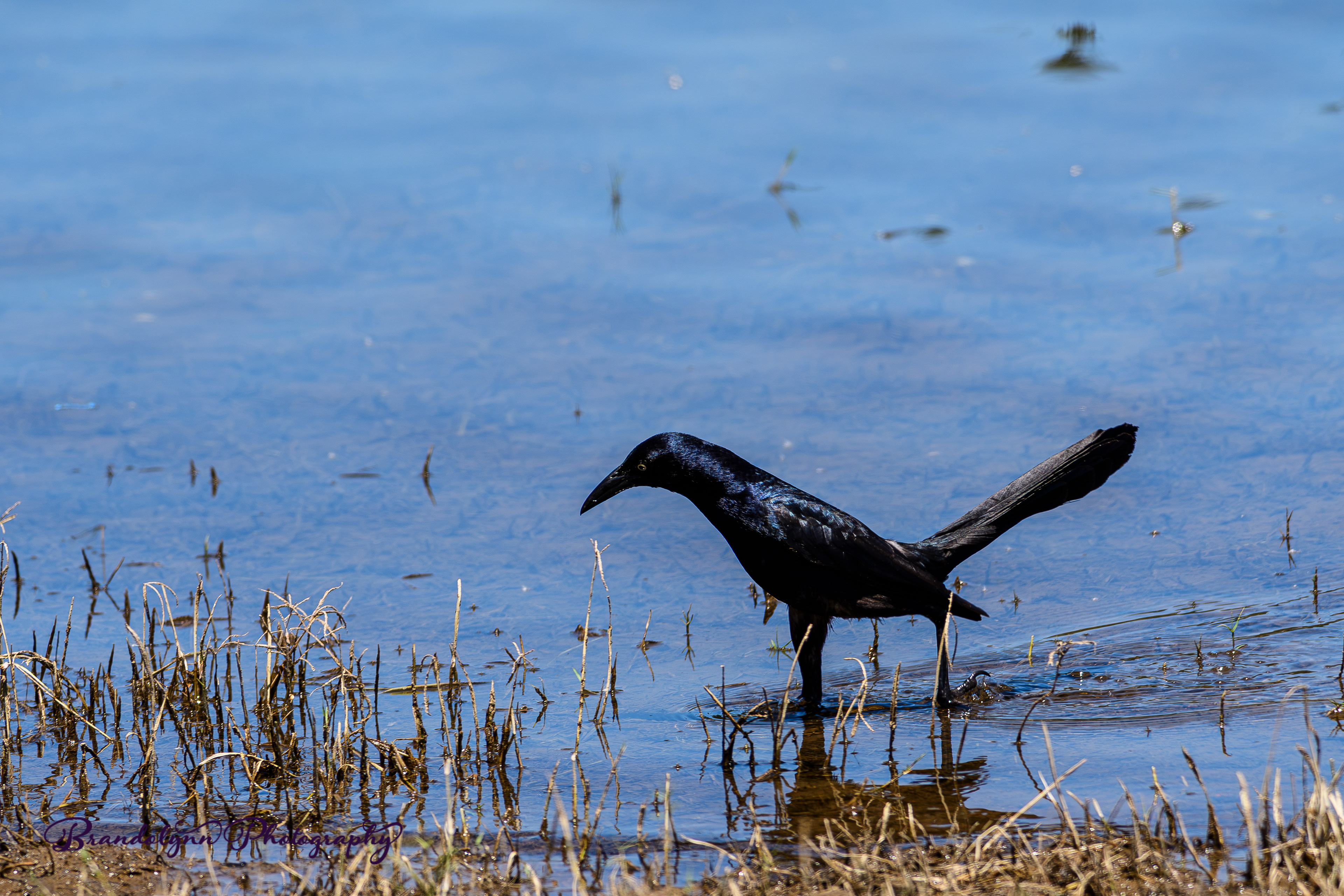  Male Great-tailed Grackle