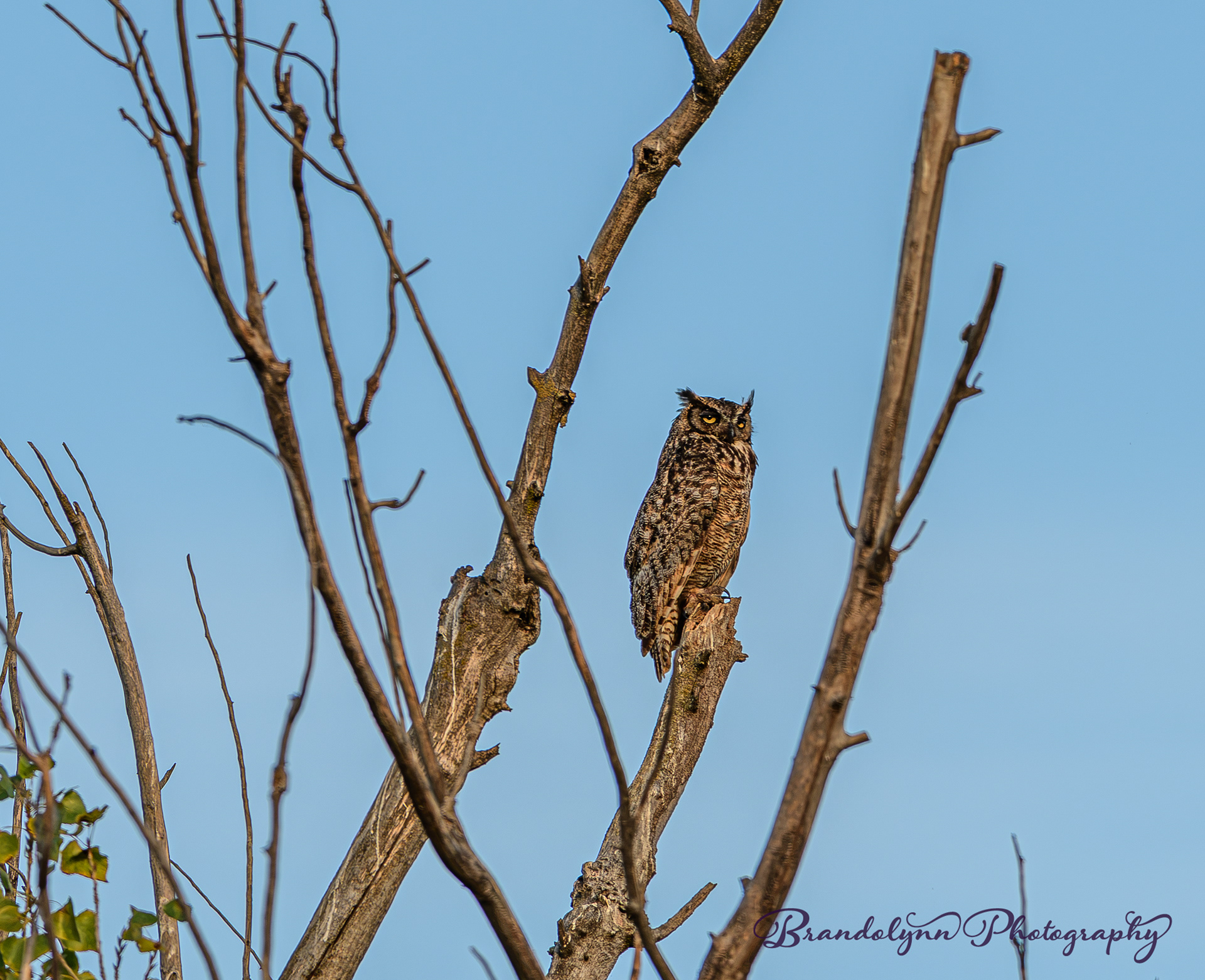 Great-Horned Owl