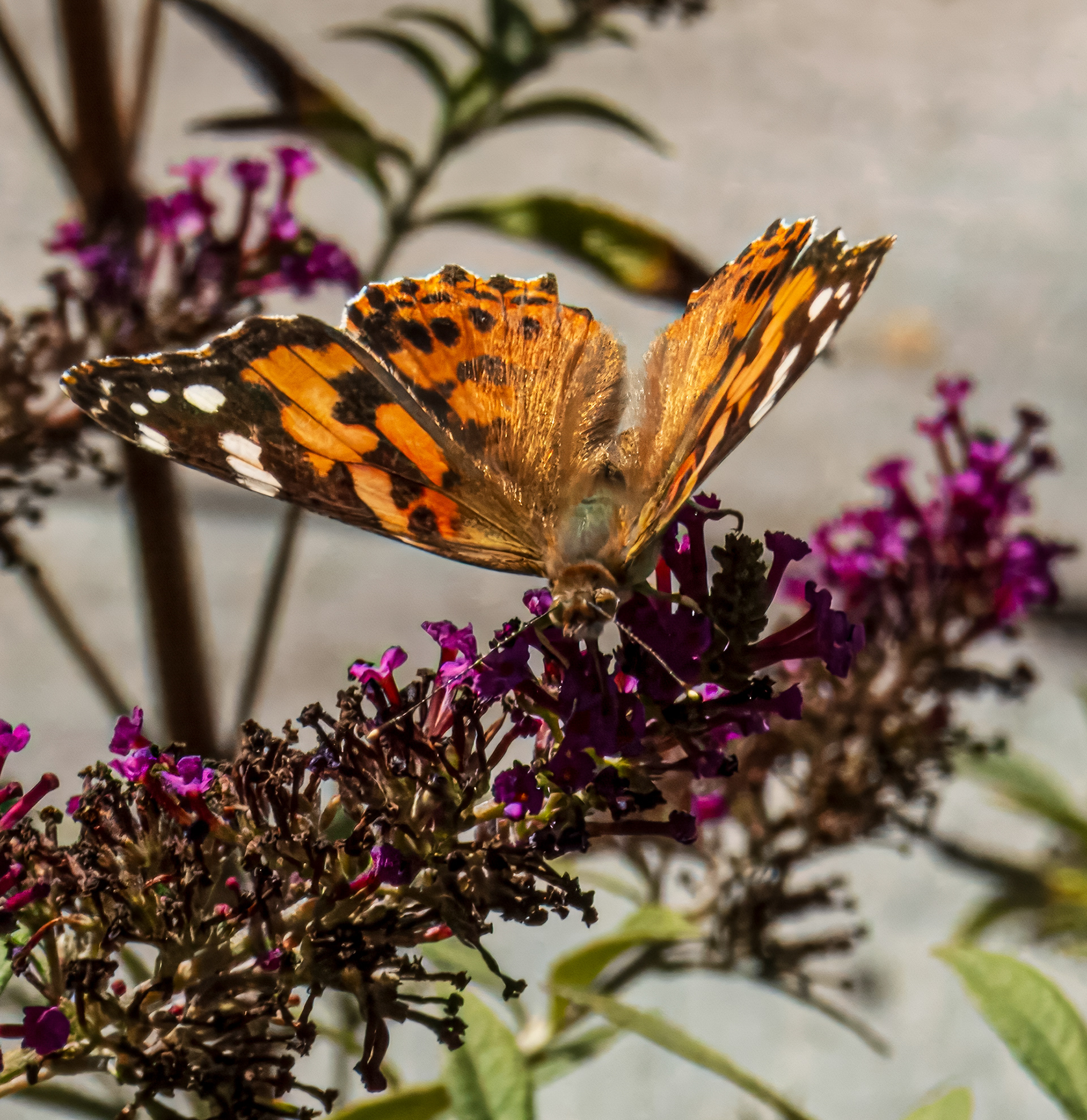 Painted Lady