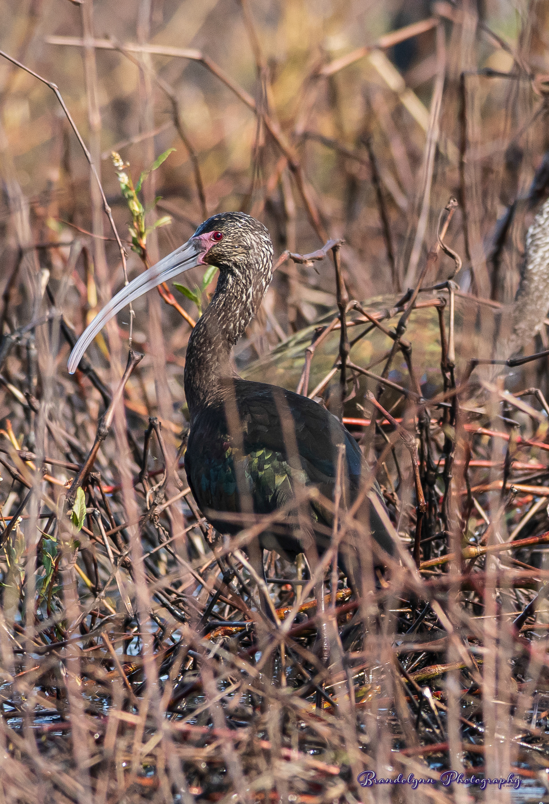 White-faced Ibis