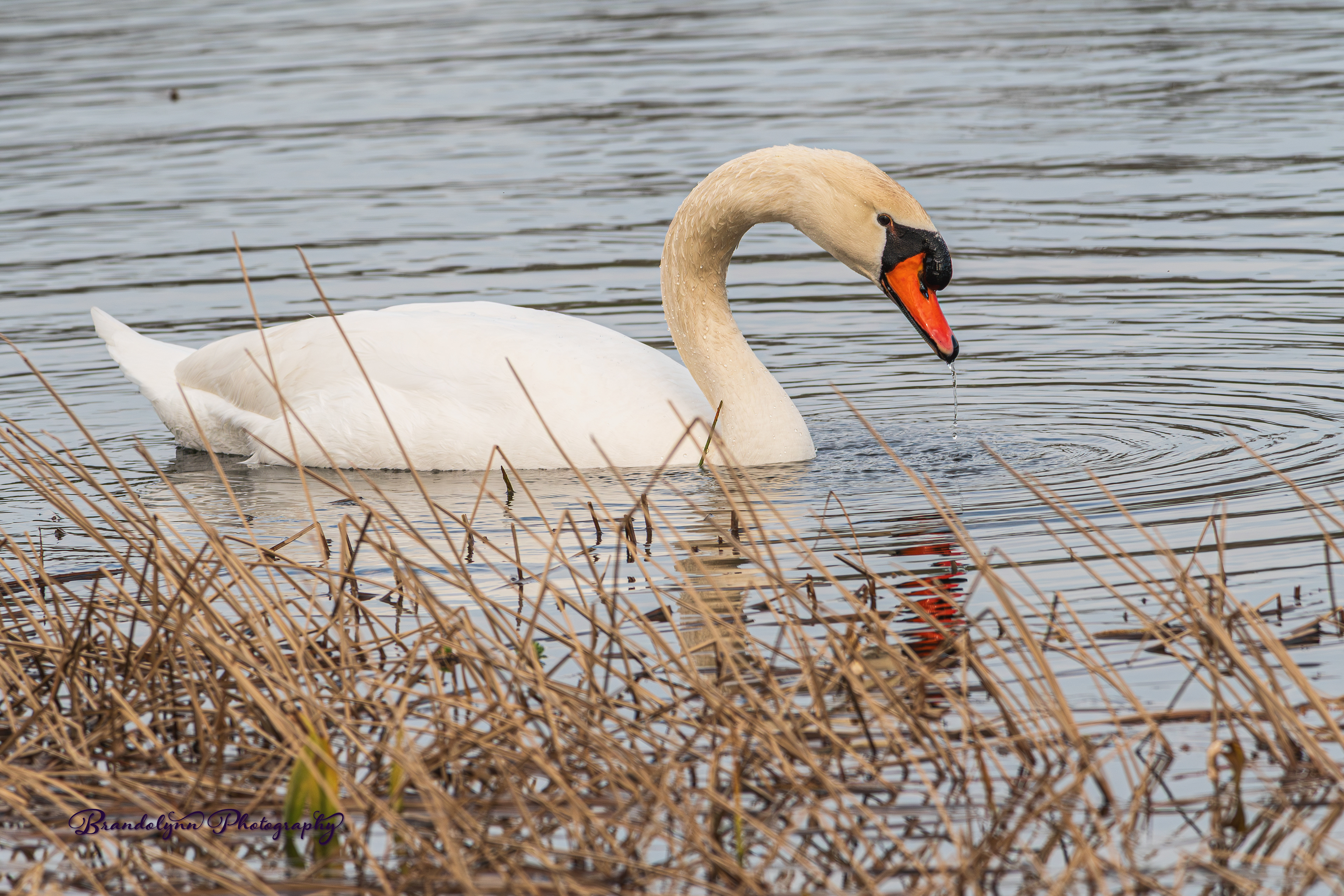 Male Mute Swan