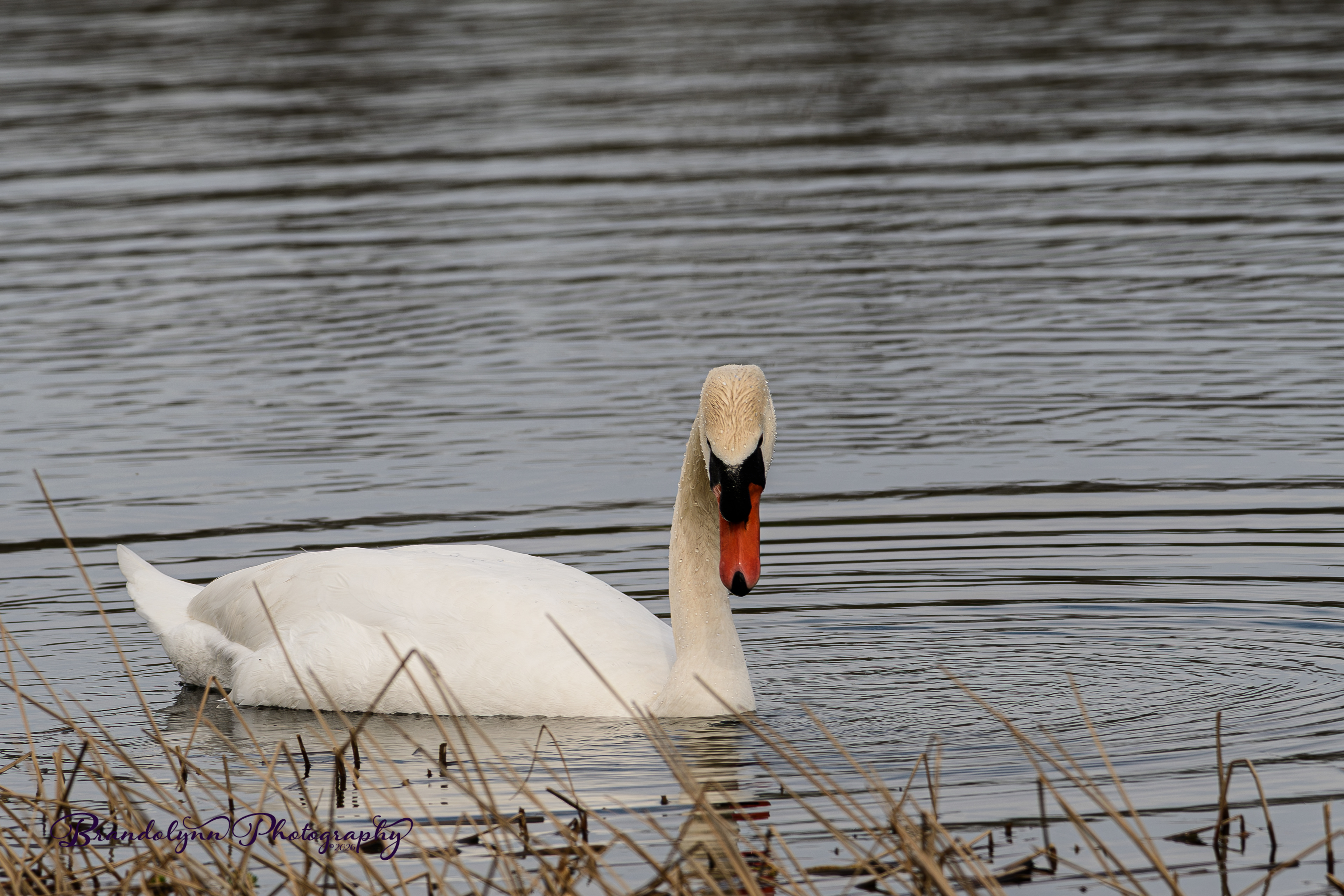 Male Mute Swan