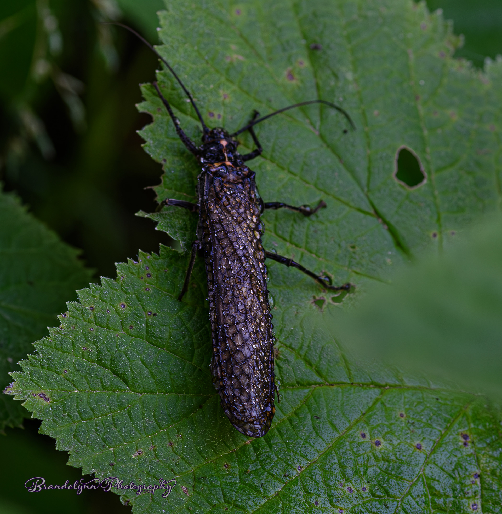 California Giant Stonefly