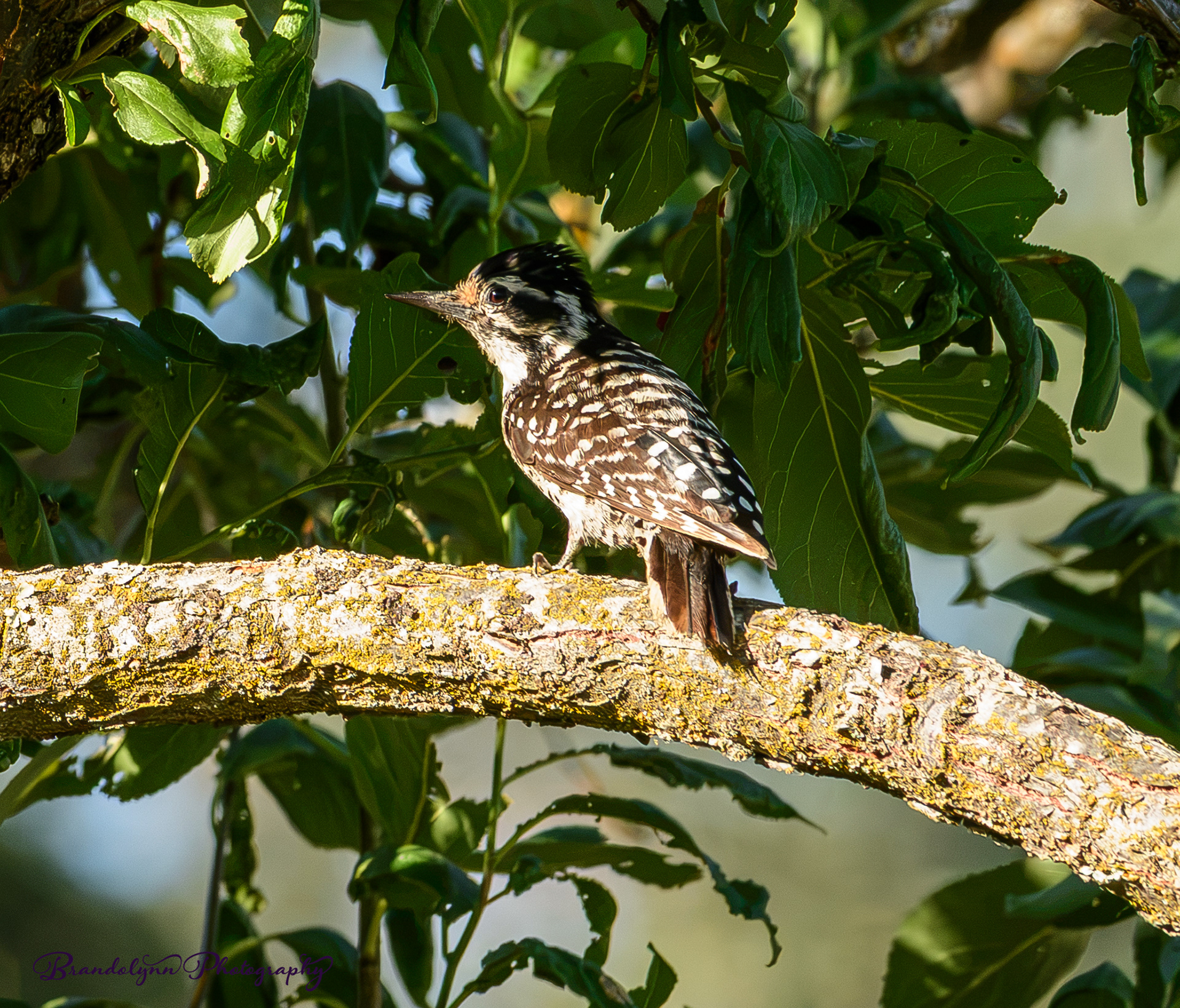 Nuttall's Woodpecker