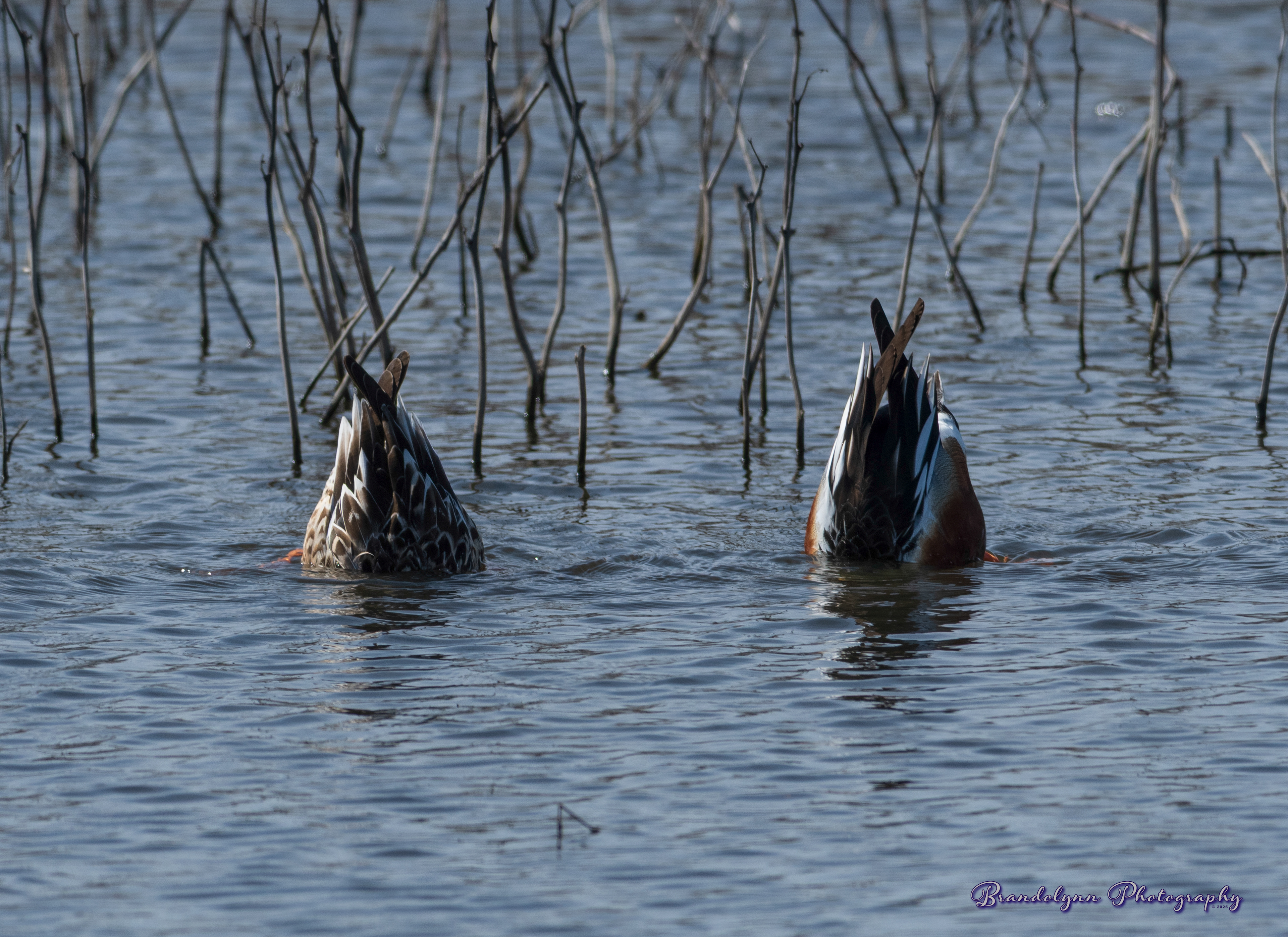 Northern Shoveler
