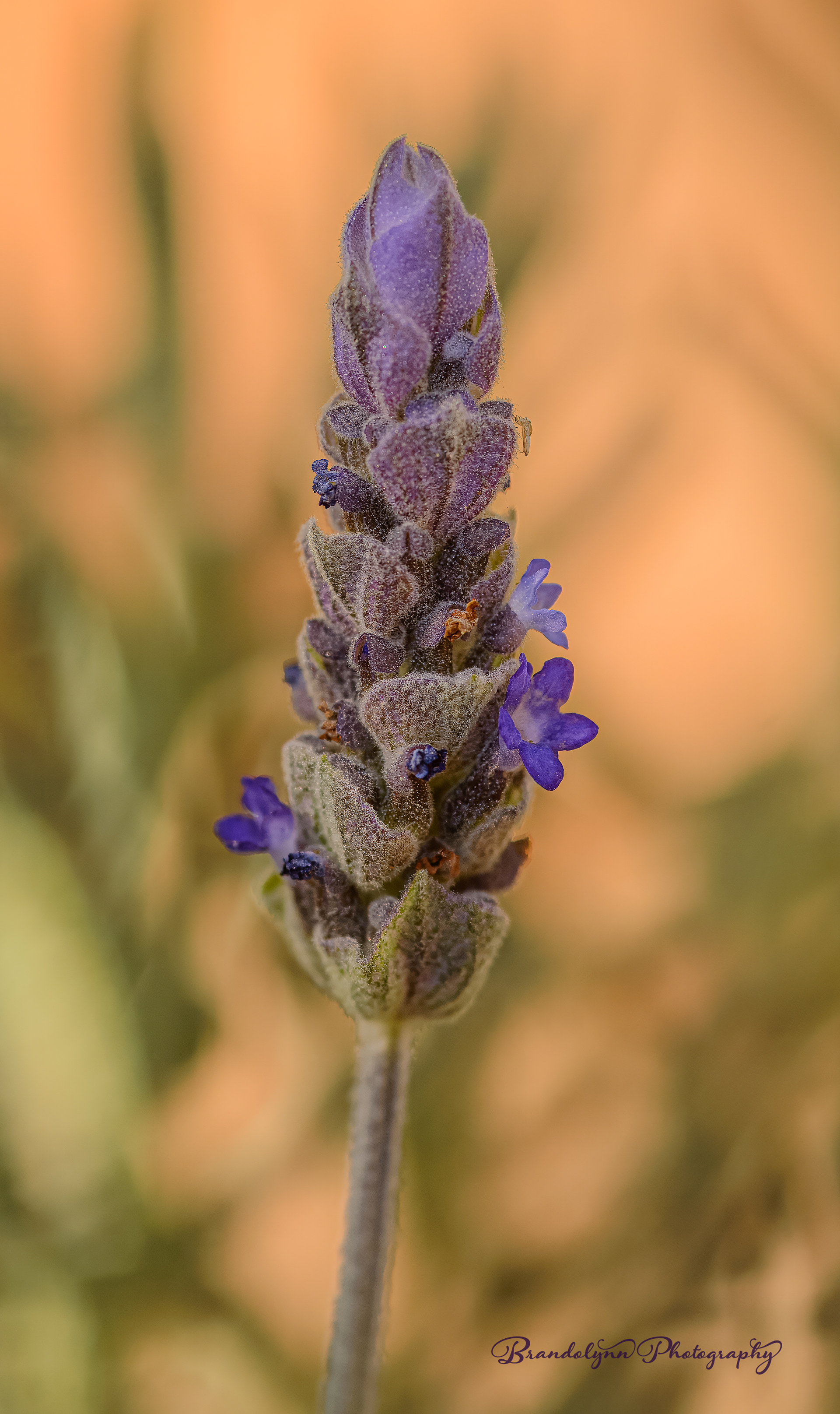 Lavender