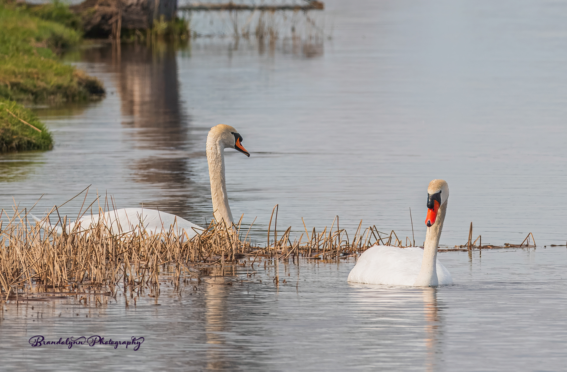 Mute Swan Pair