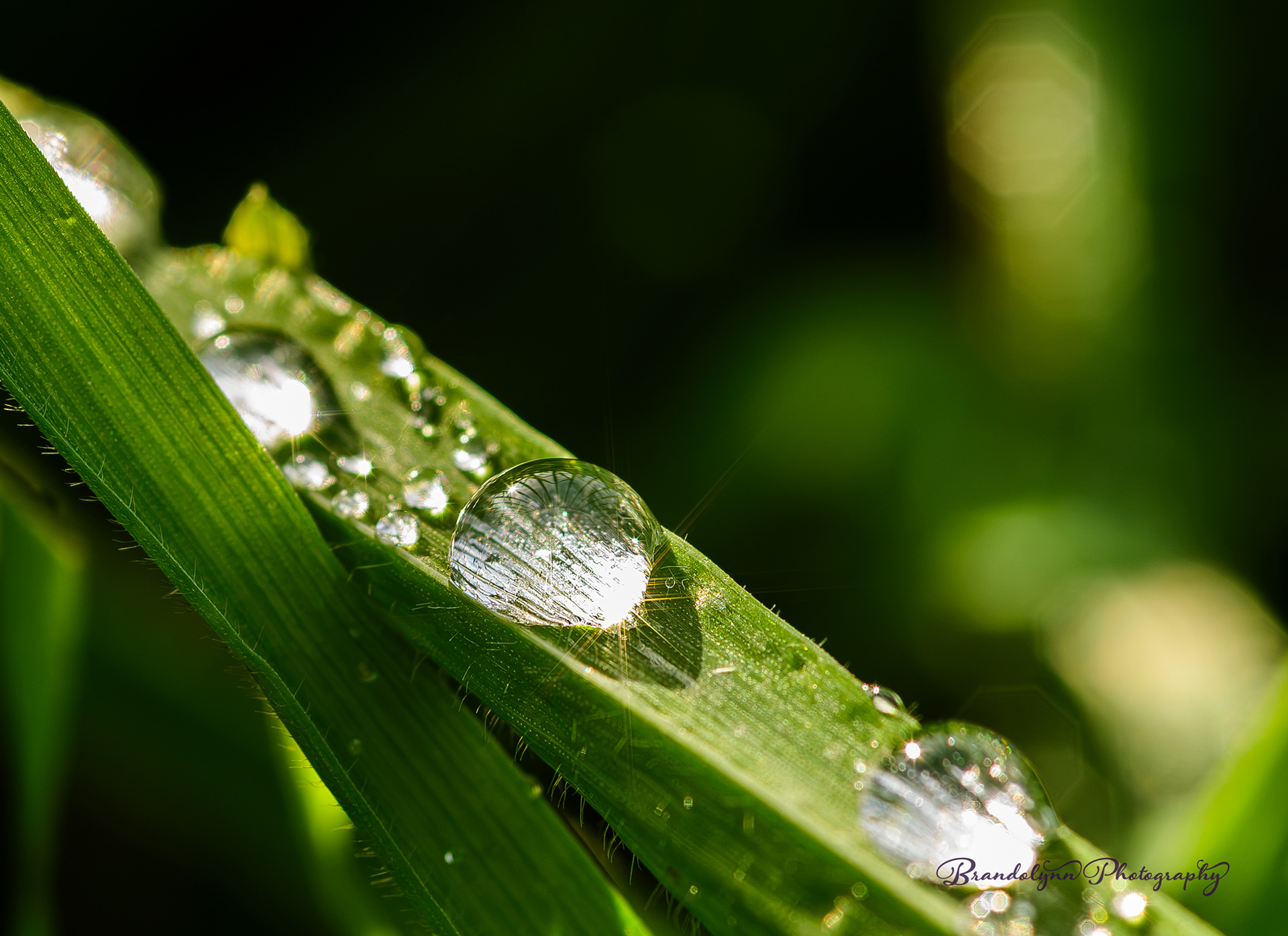 Water drops on a blade of grass.