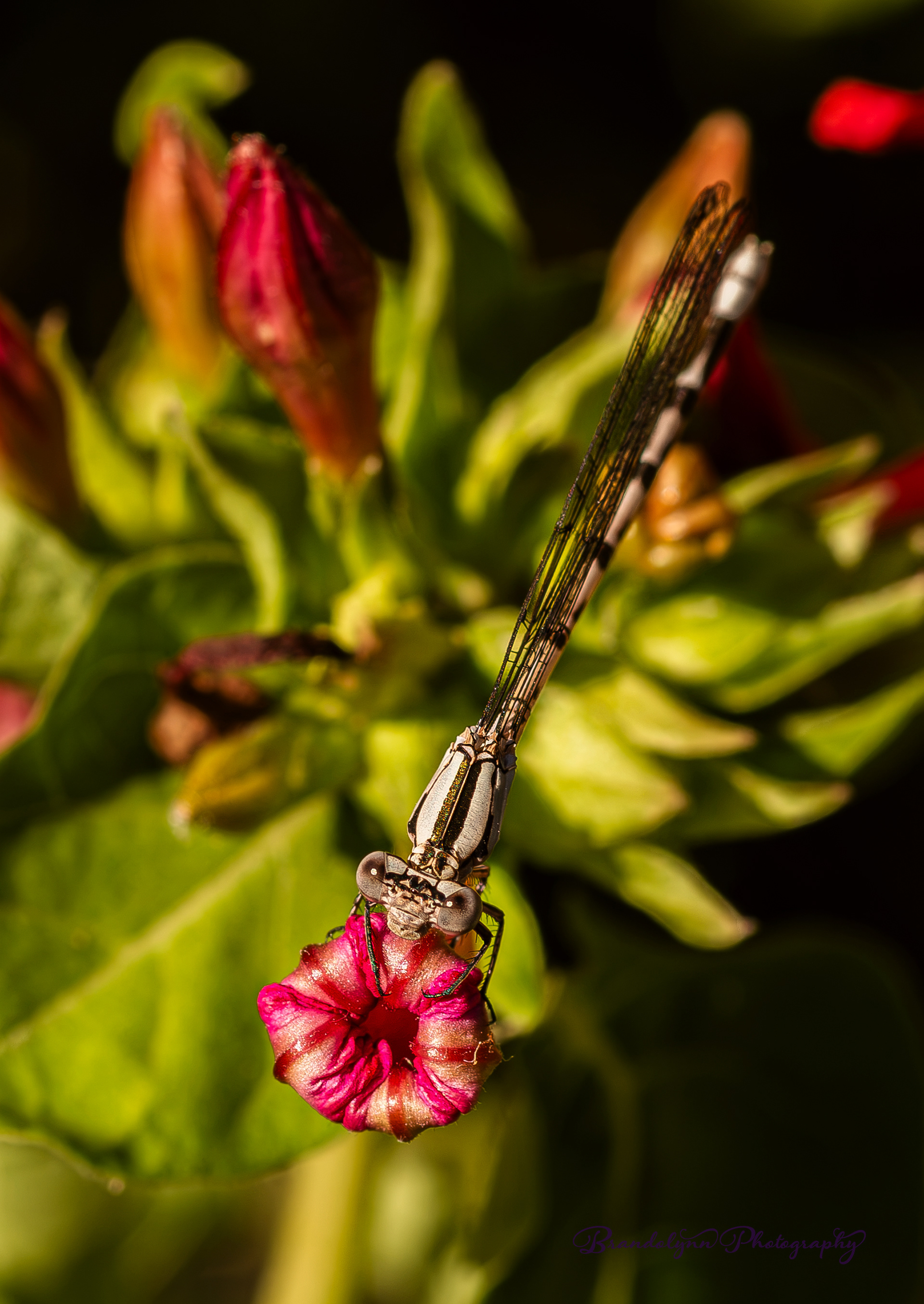 Female Vivid Dancer Damselfly