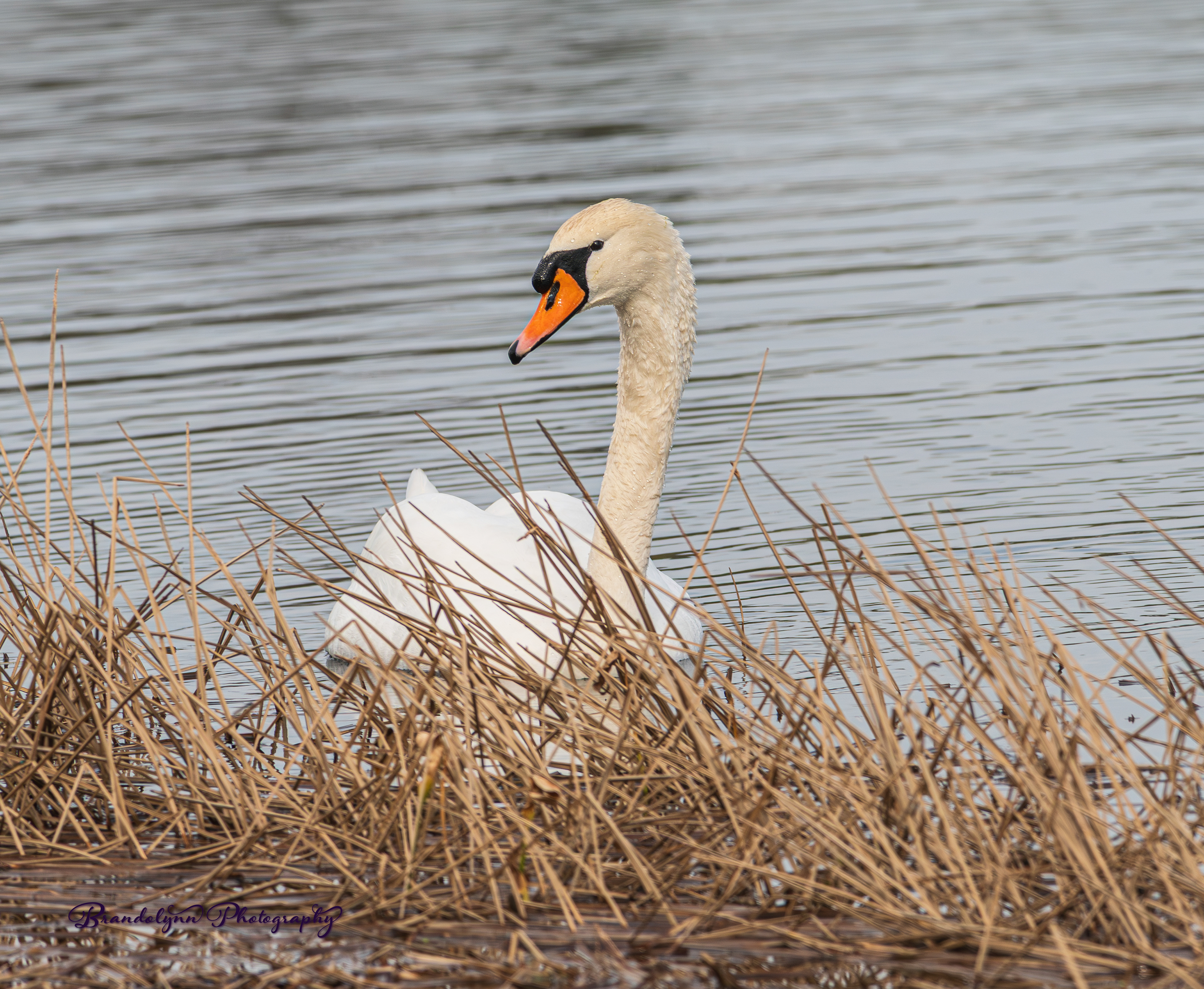Female Mute Swan