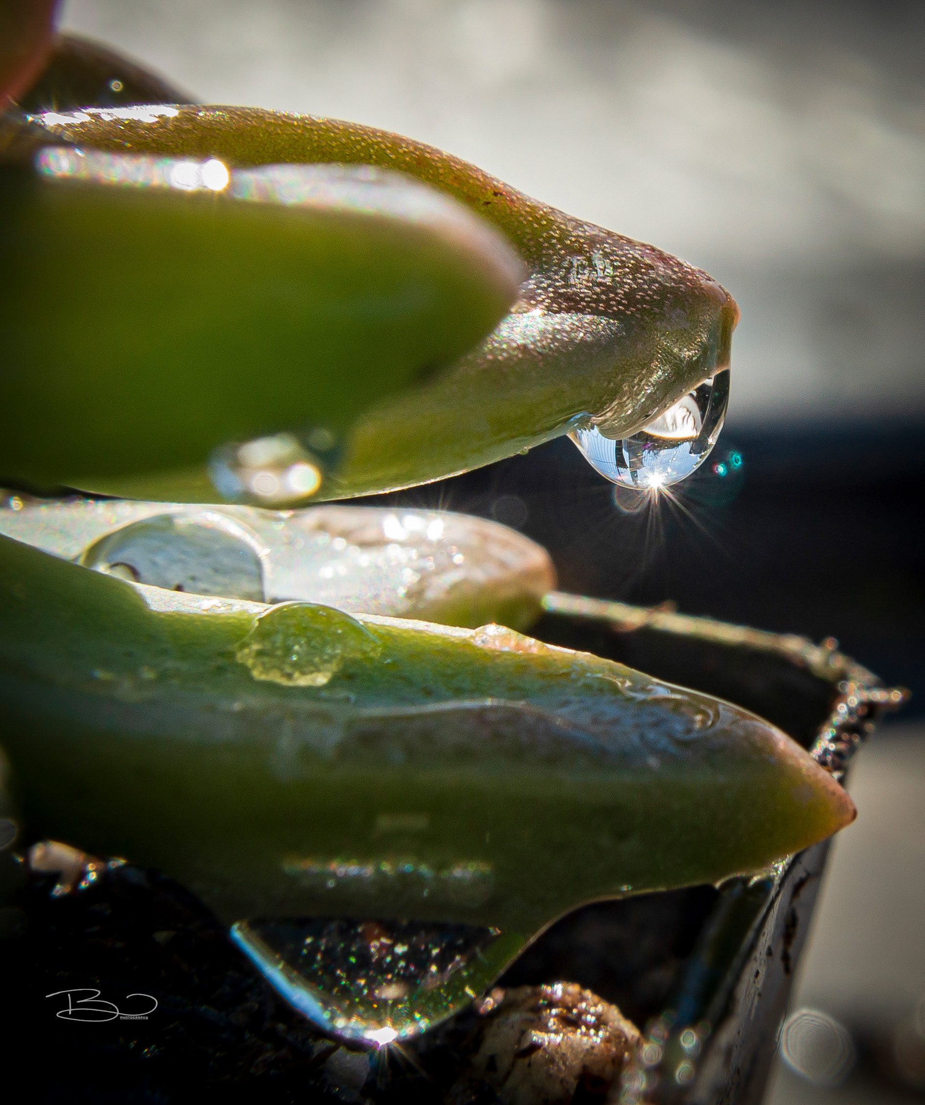 Echeveria