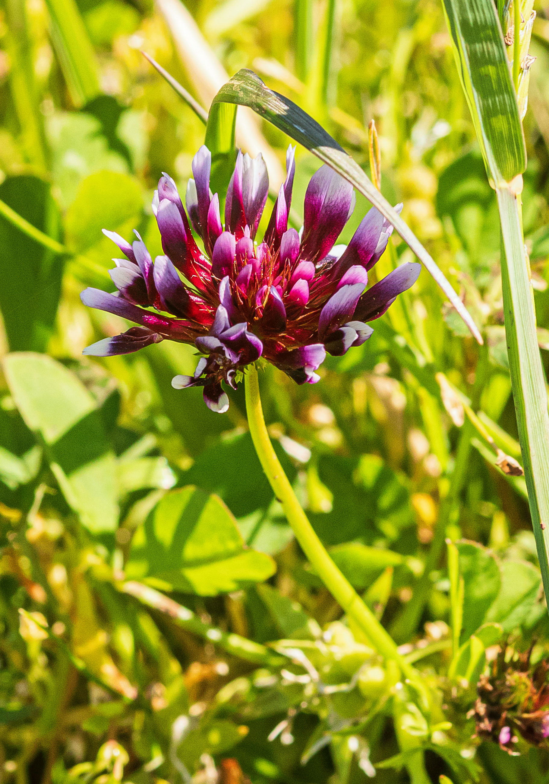Trifolium variegatum, or "White-tip Clover"