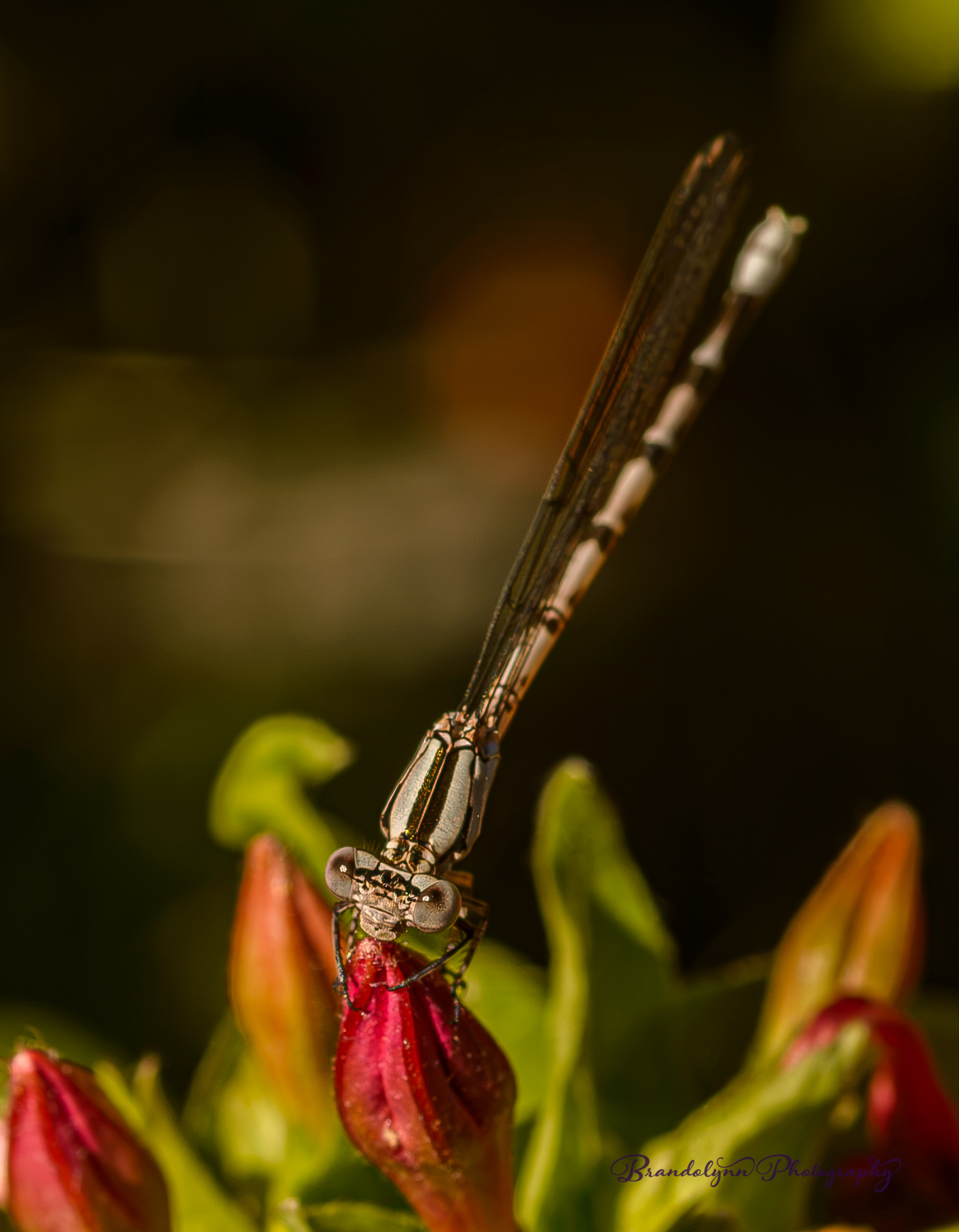 Female Vivid Dancer Damselfly
