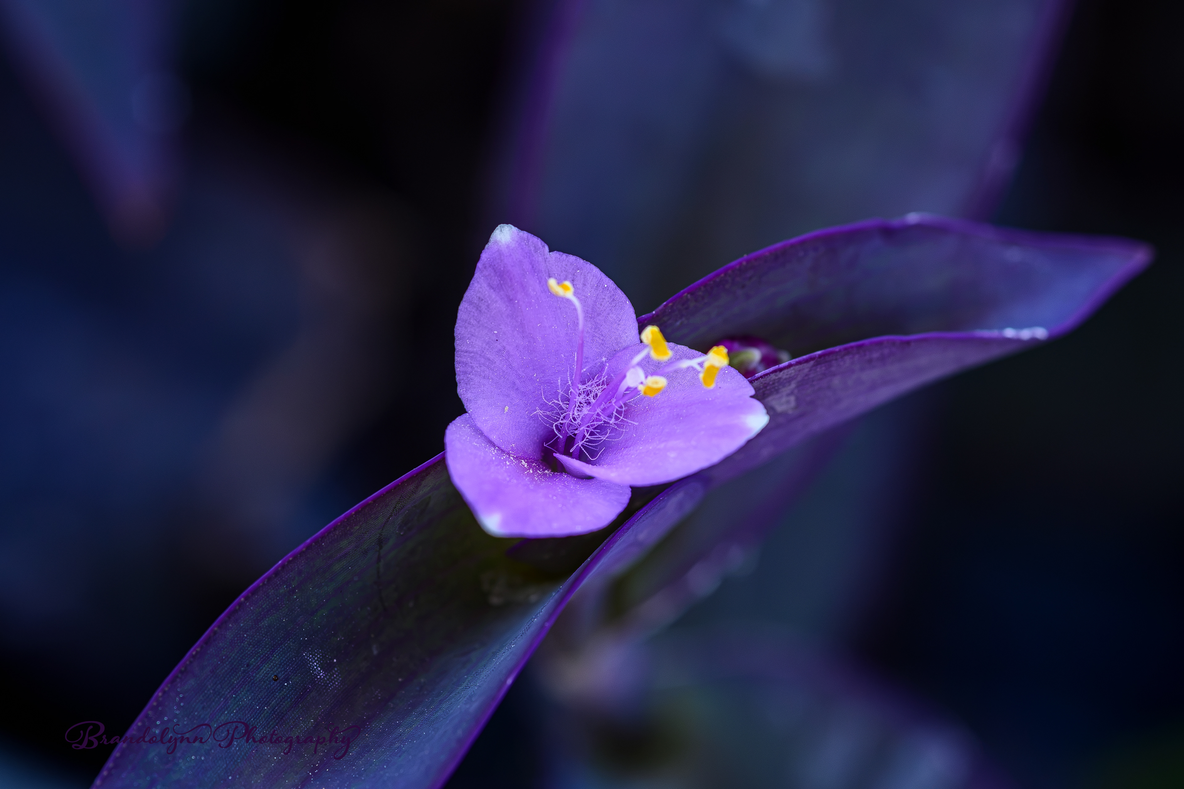 Tradescantia pallida, or "Purple Heart"