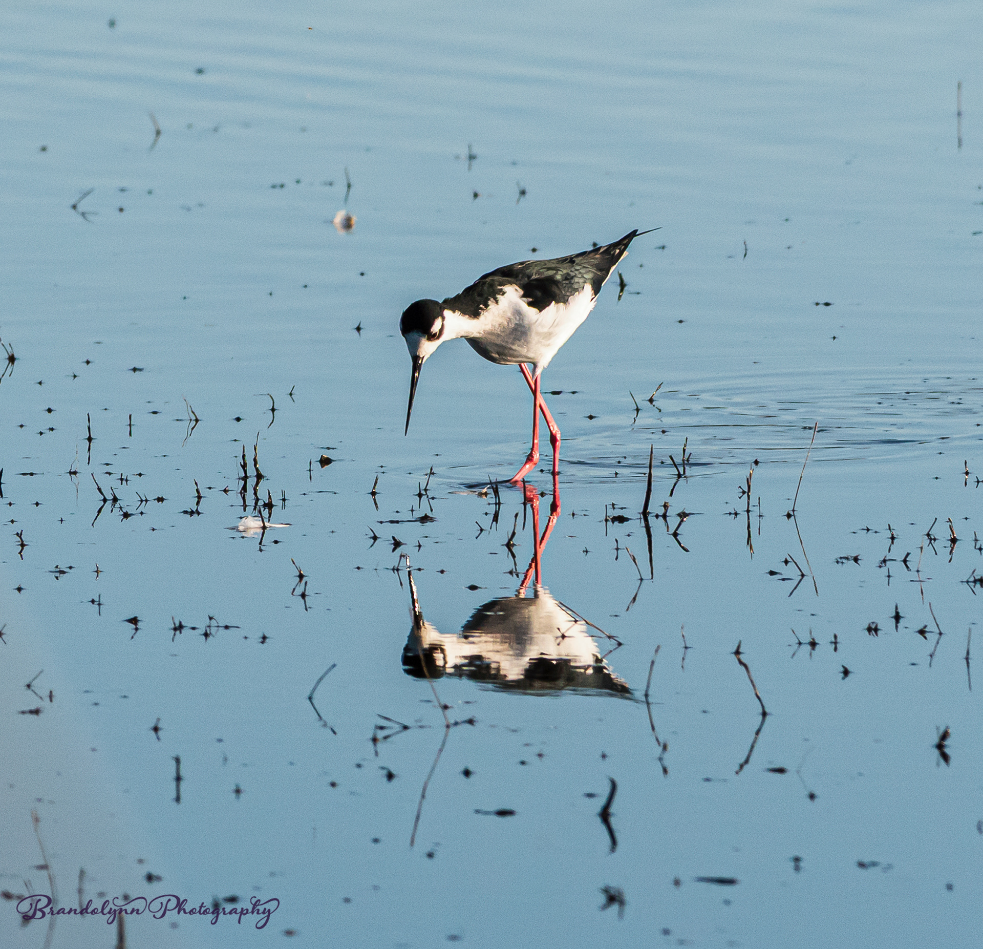 Black-necked Stilt