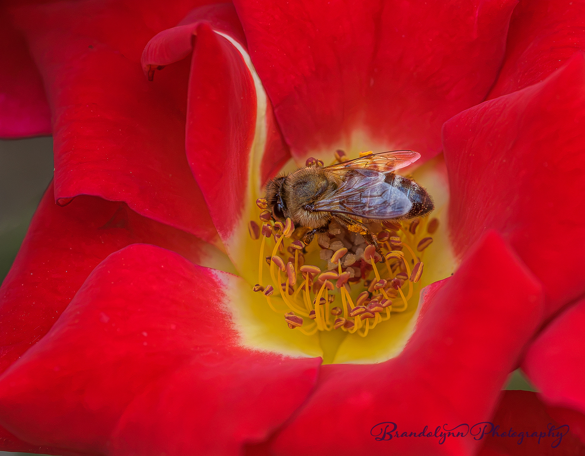 Honey Bee