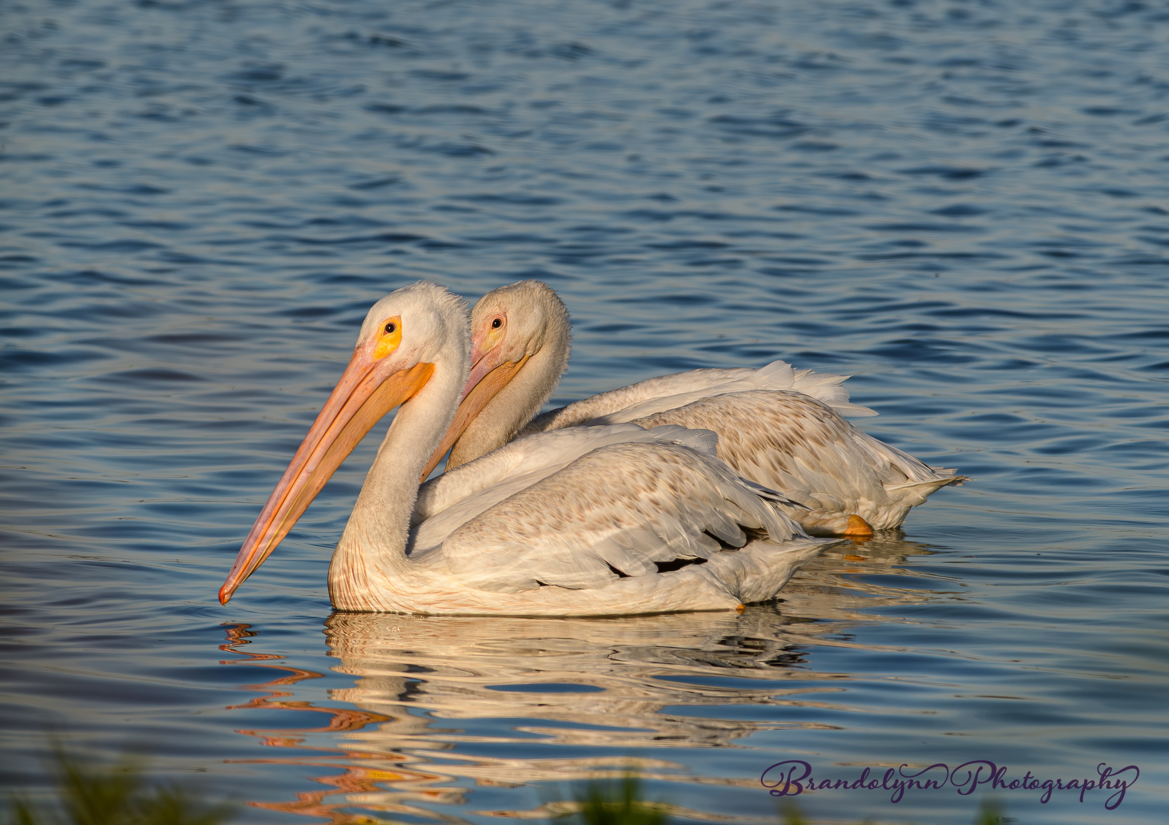 American White Pelican